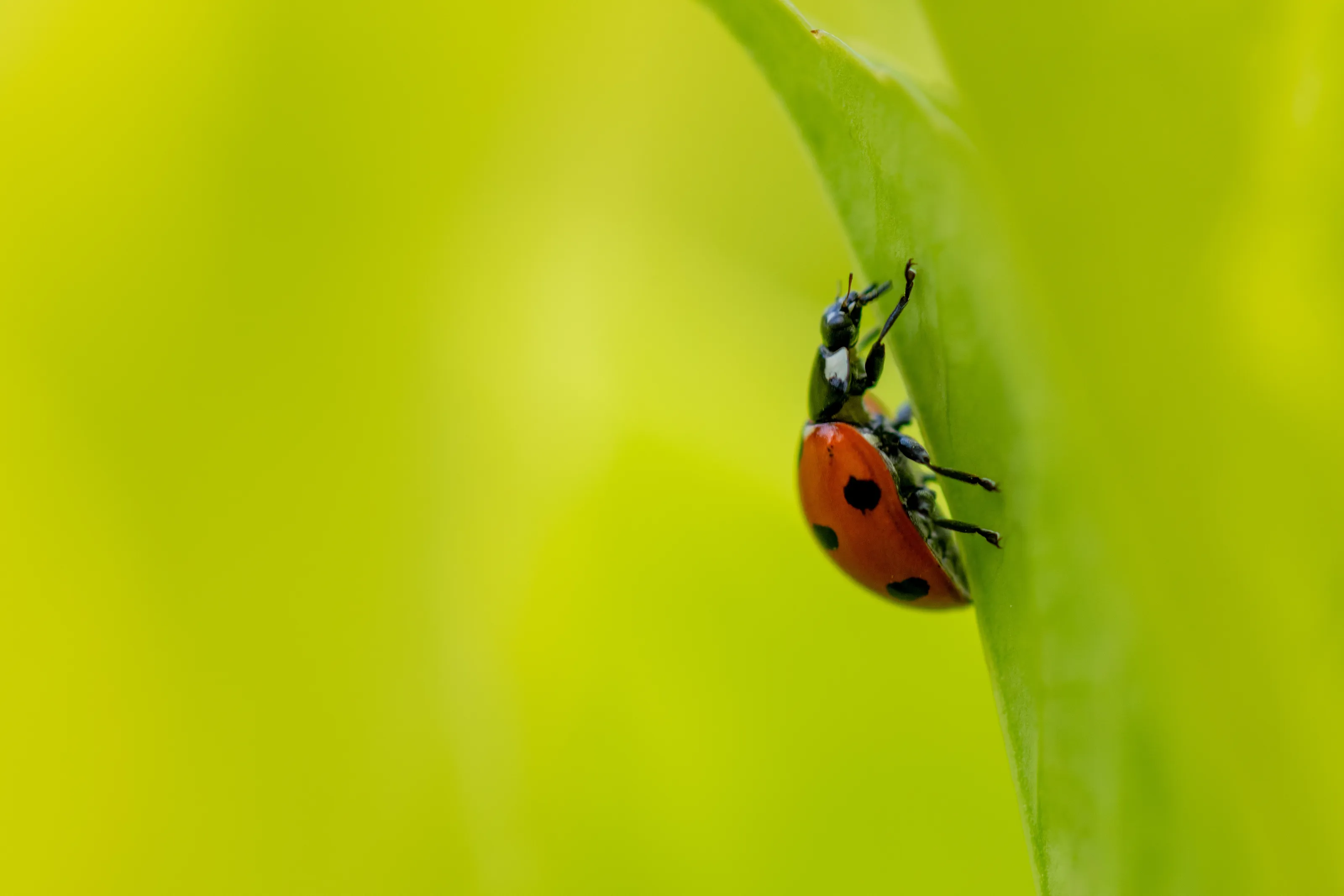 Ladybirds