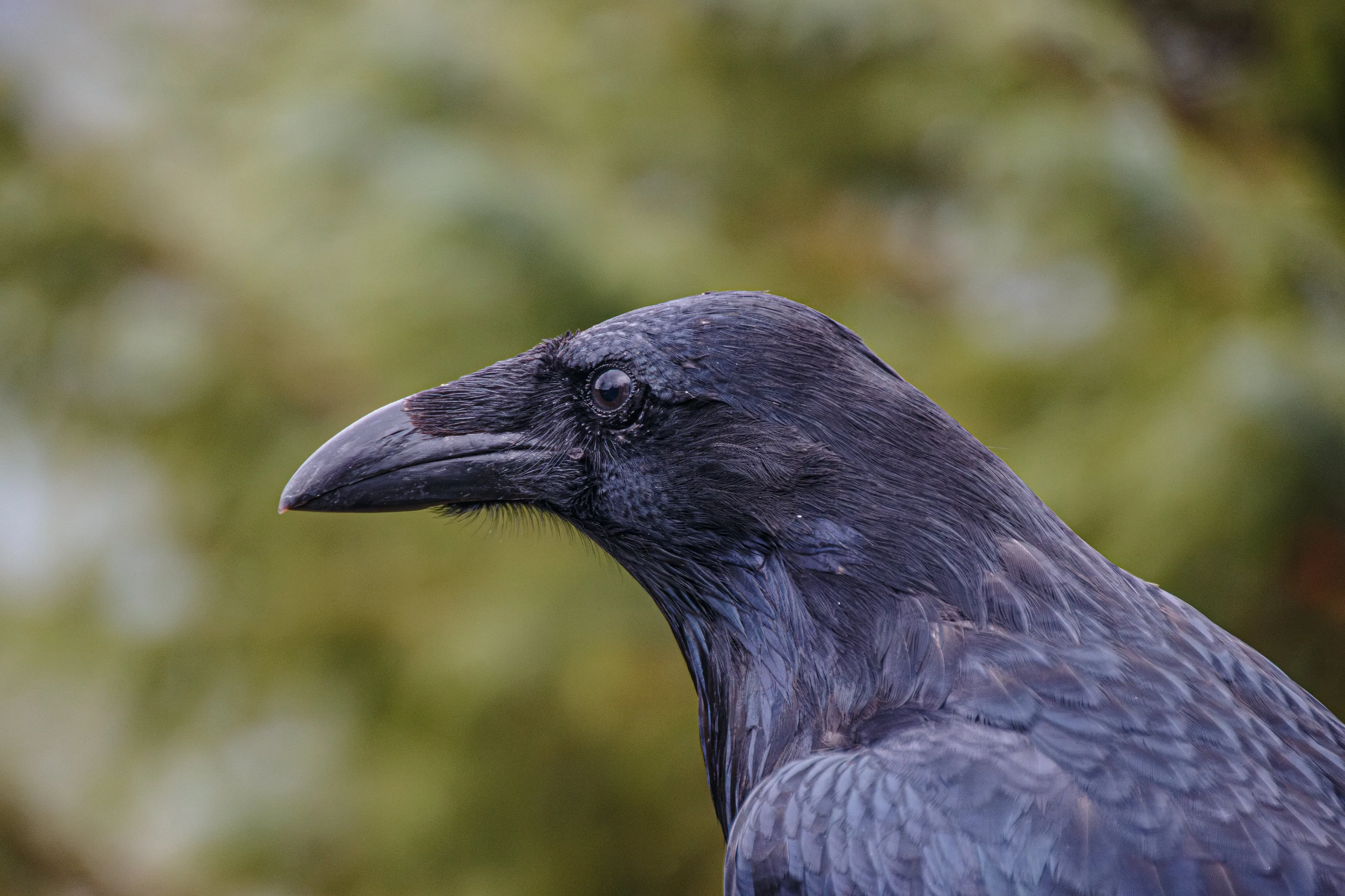 Raven