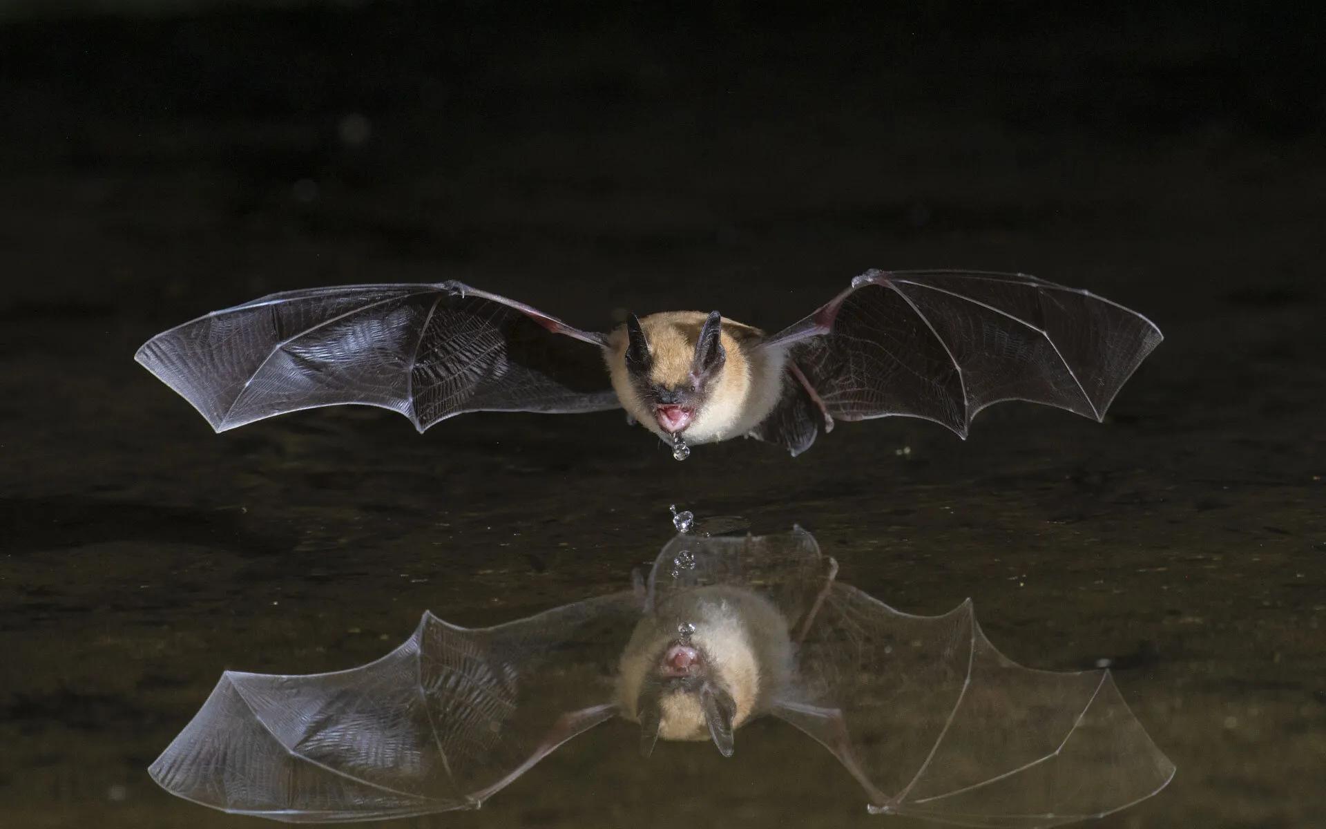 thirsty Bat