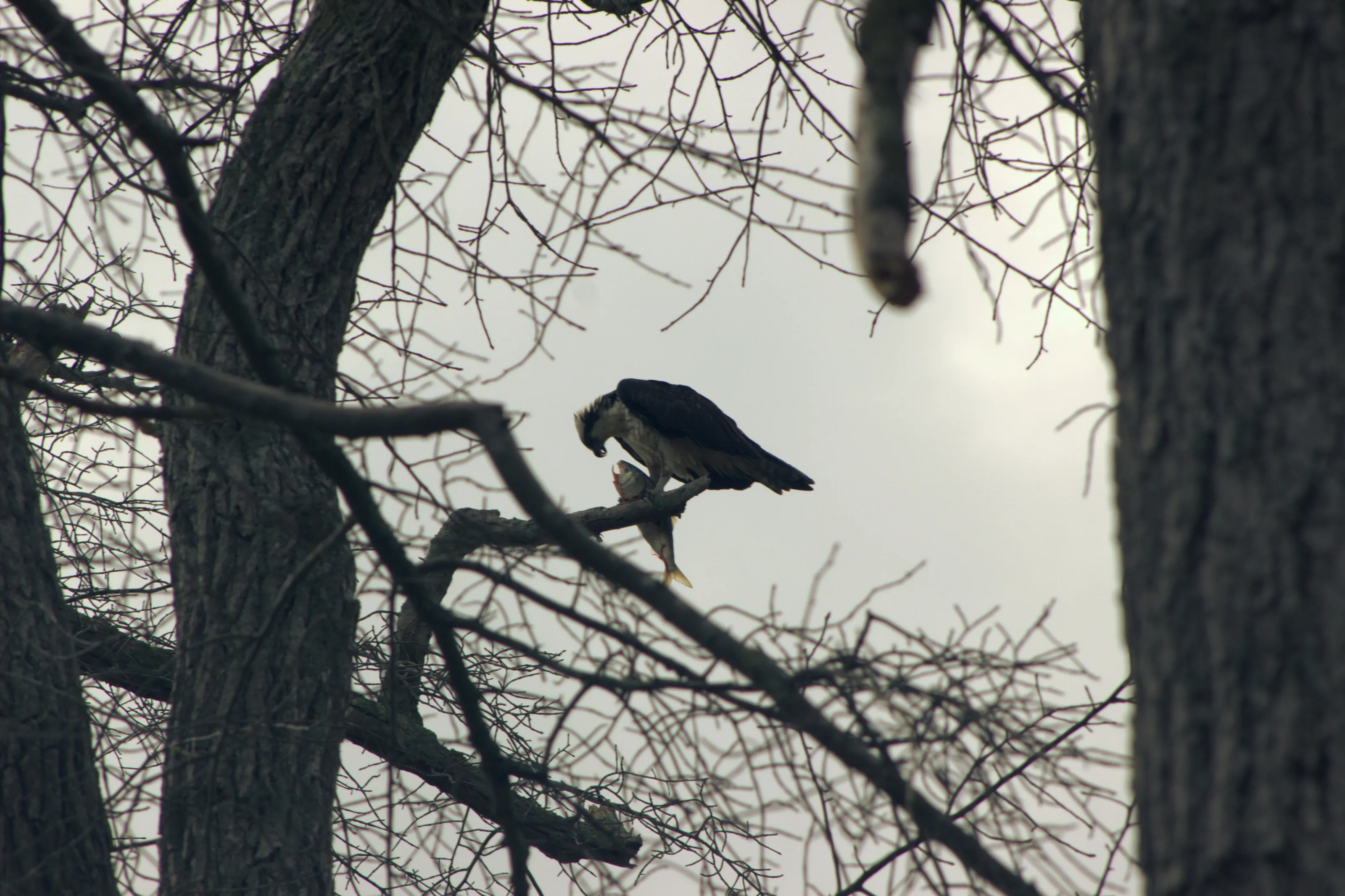 The Osprey & the Fish