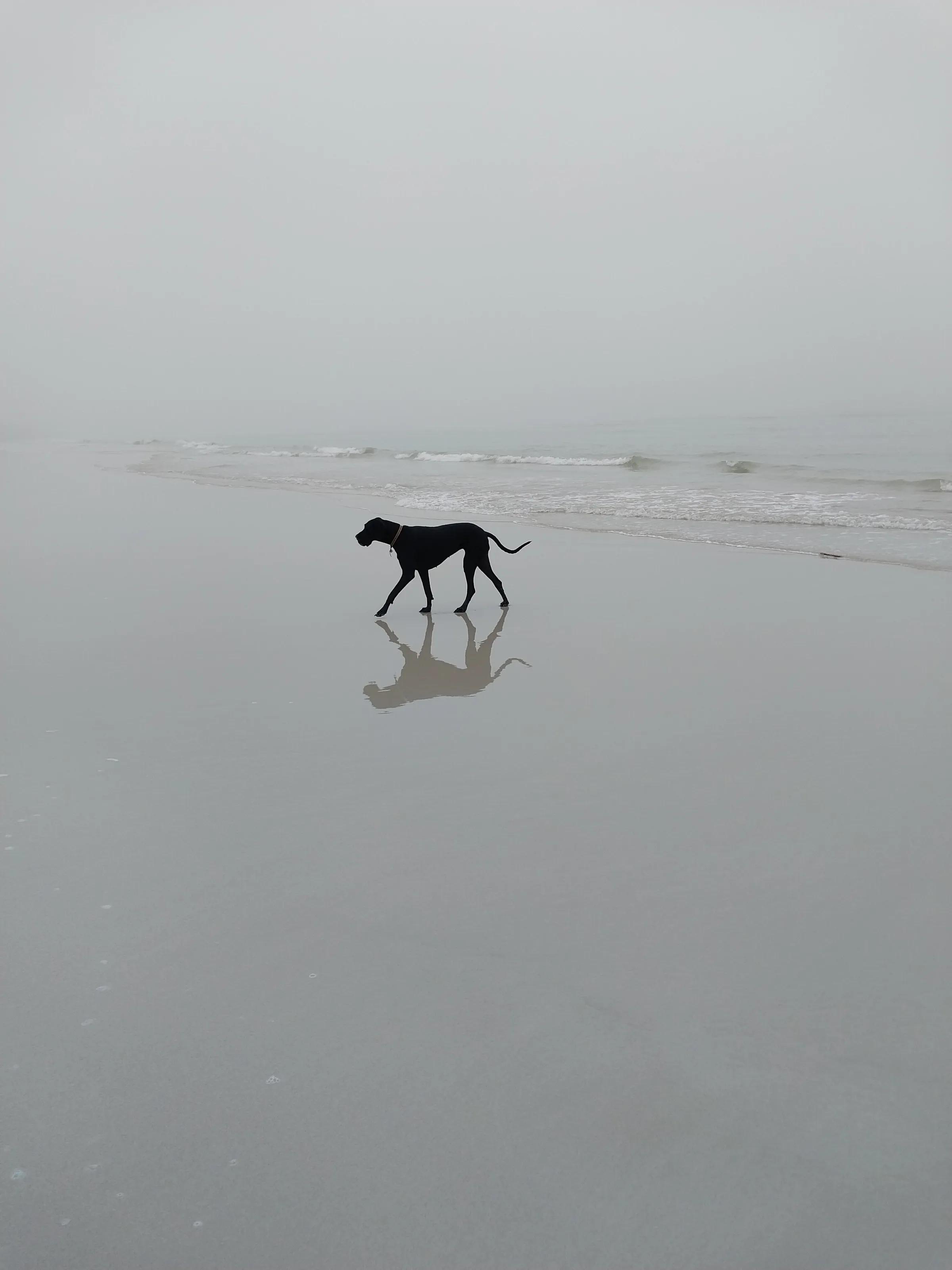 Great Dane Coco