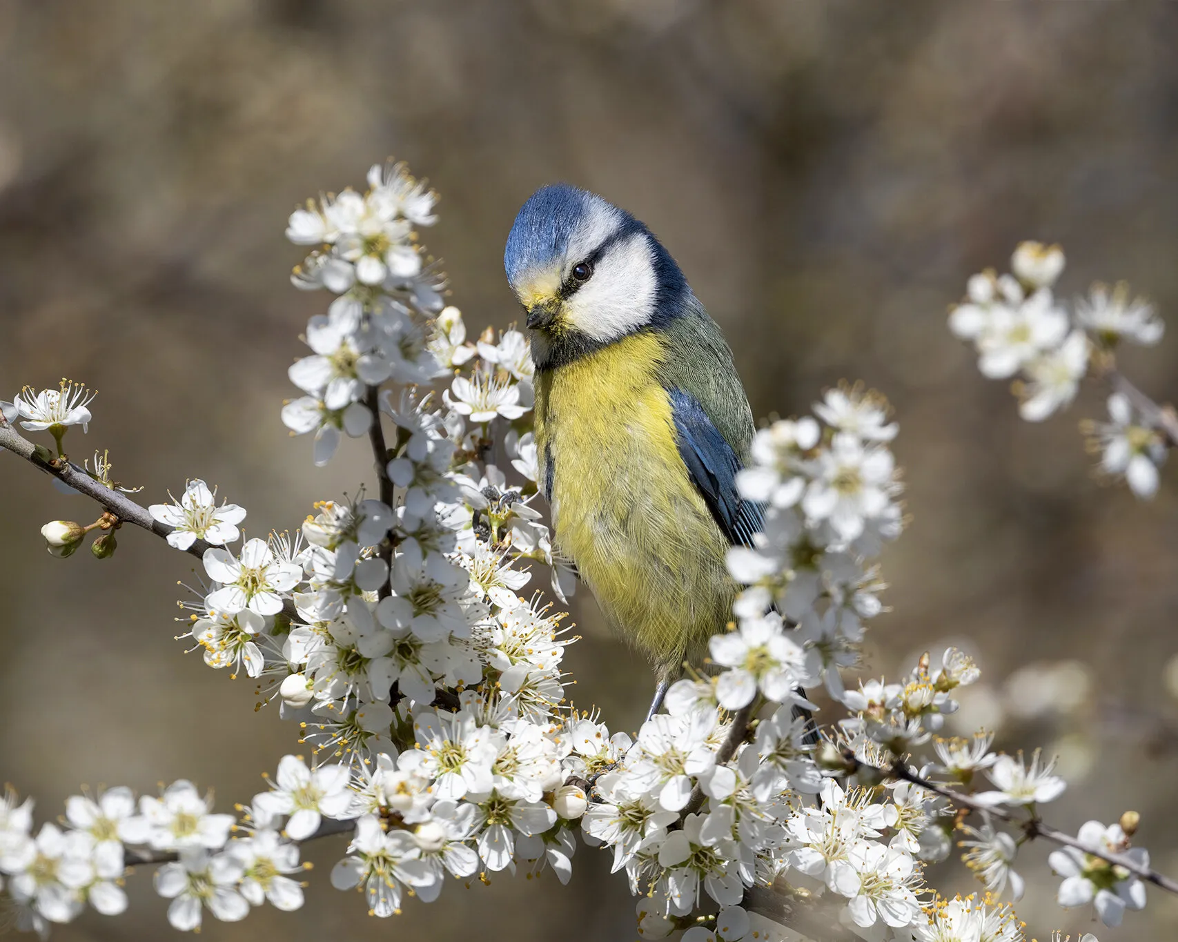 Spring Time
