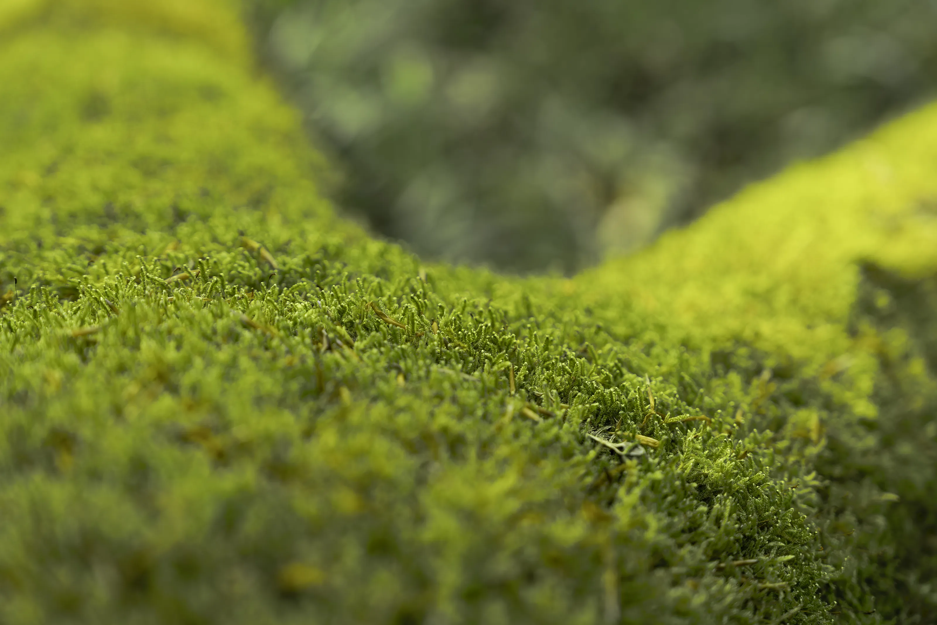 Mossy human anatomy