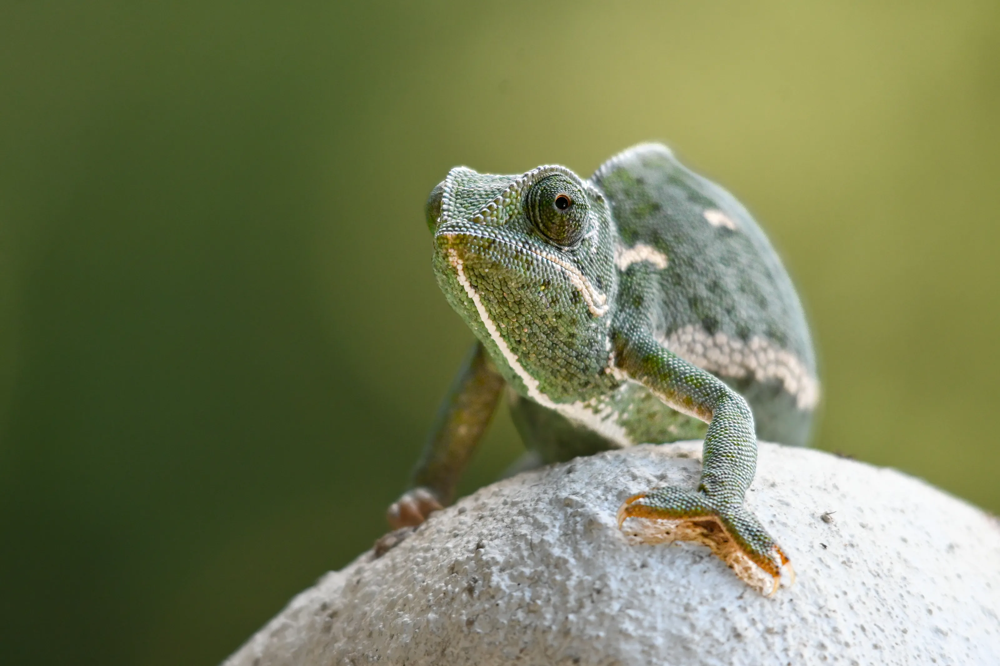 Chameleon