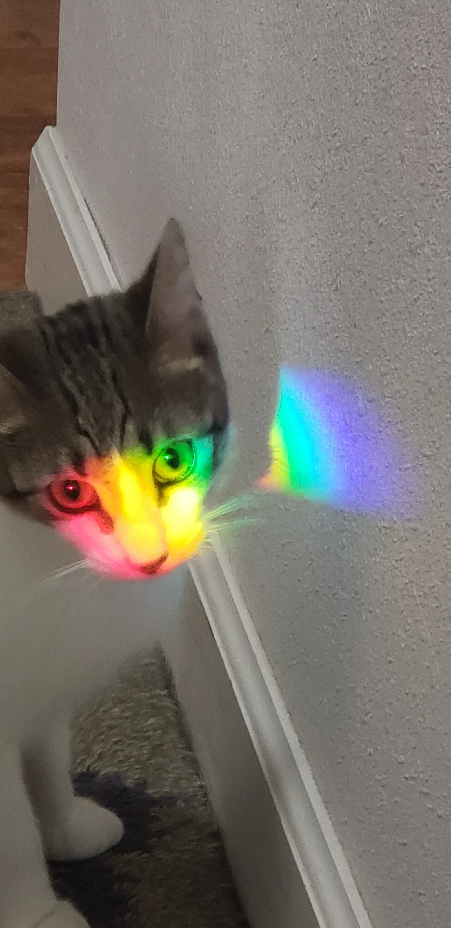 Rainbow Kitty