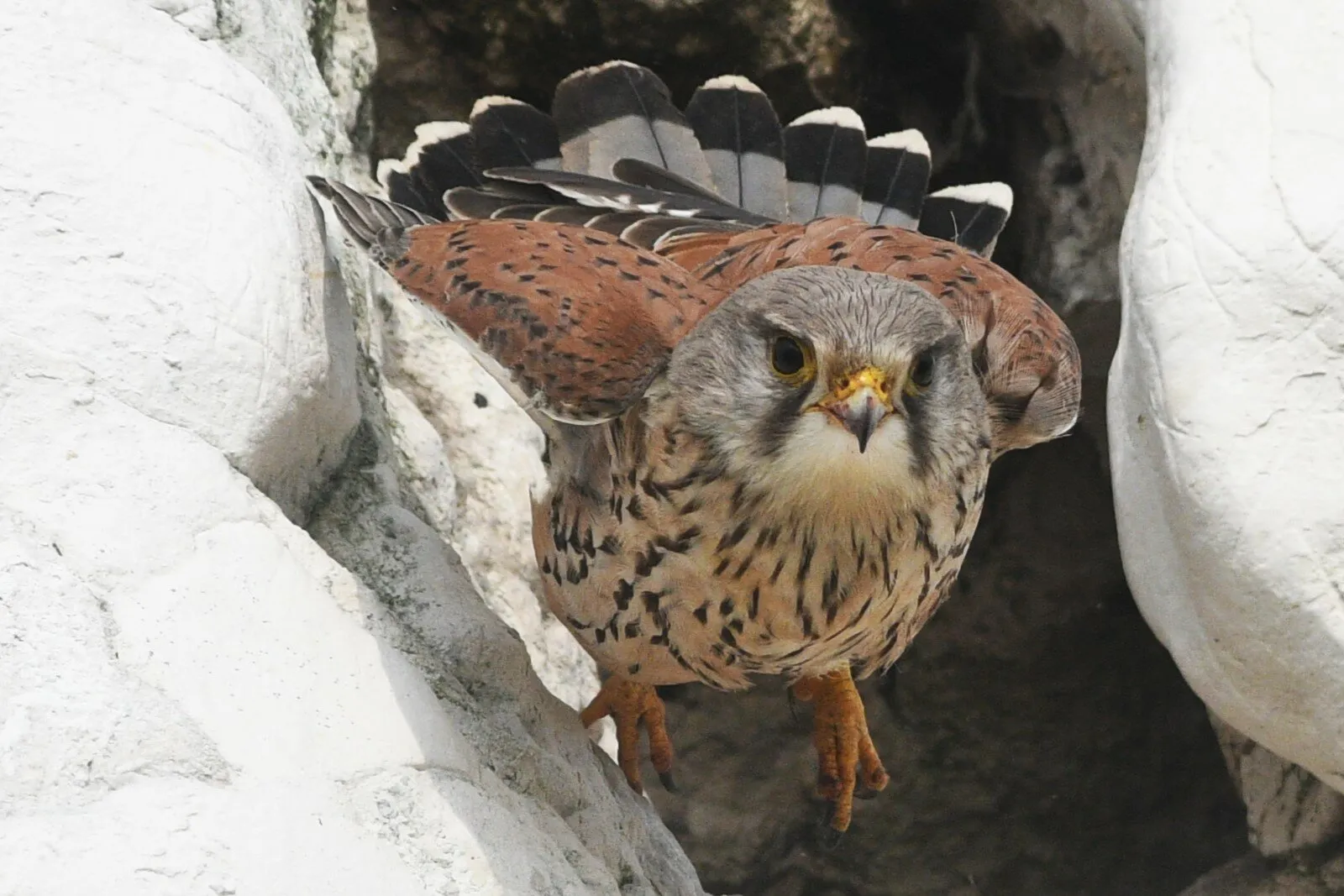 kestrel