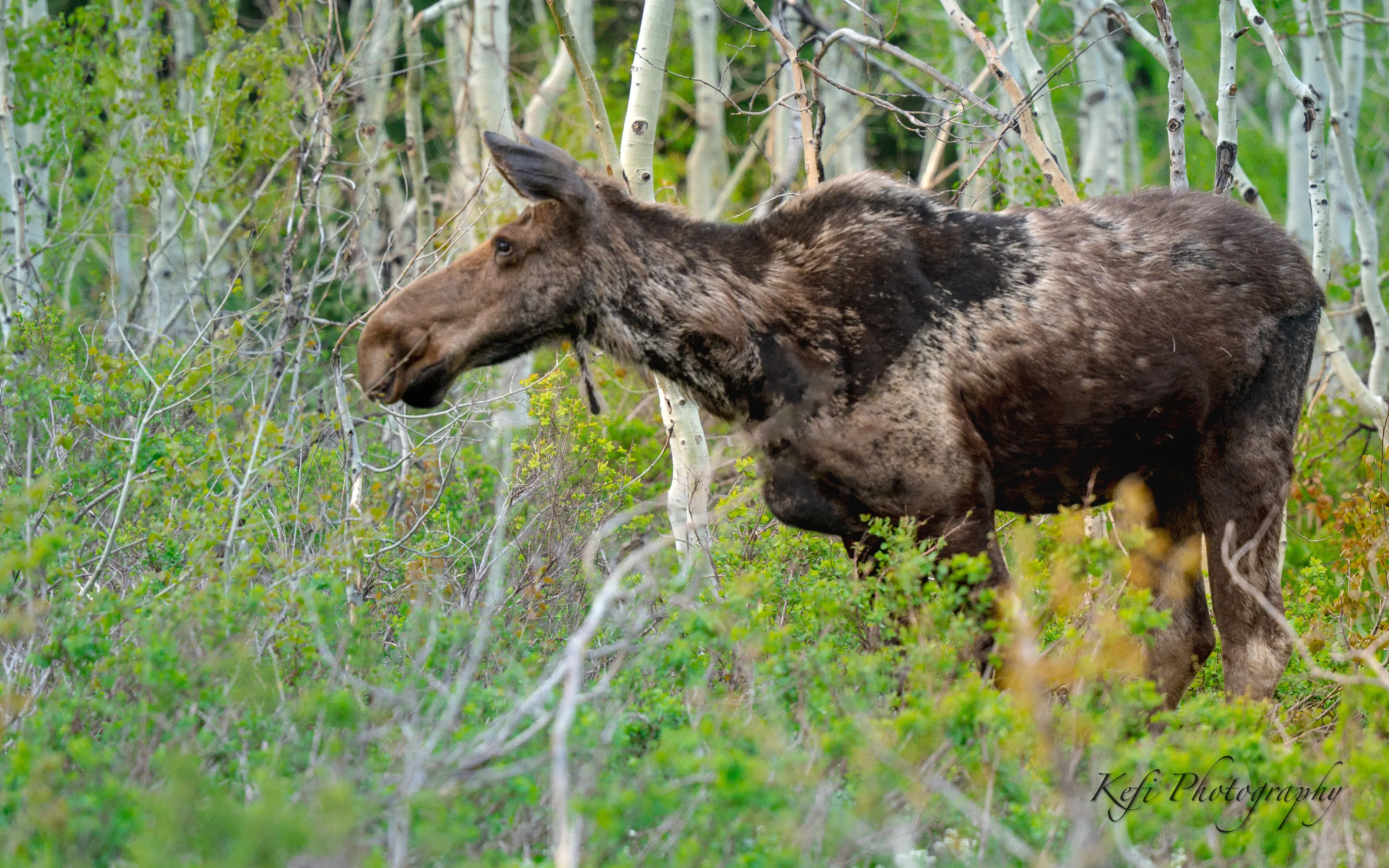 Moose in the woods