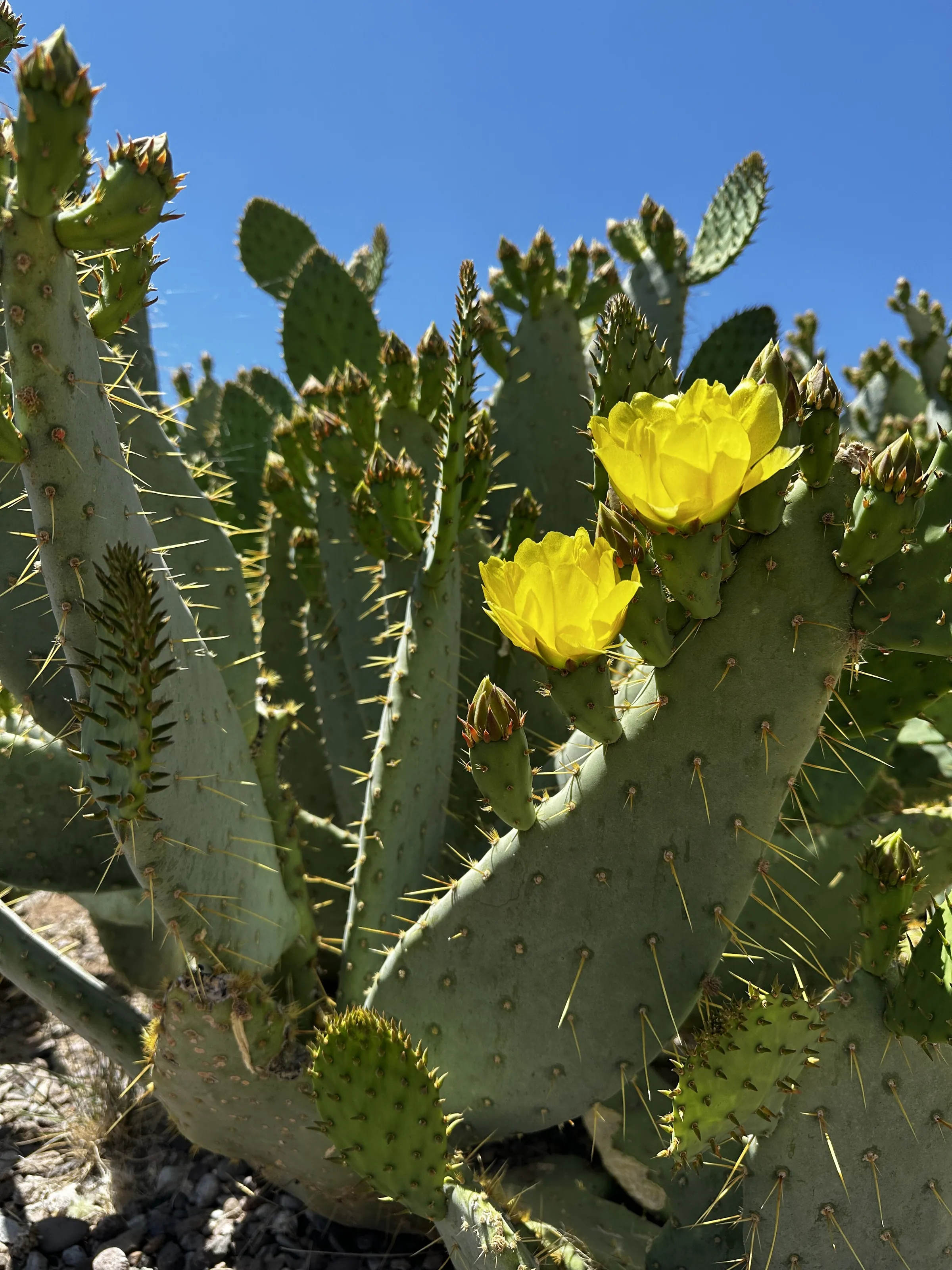 Desert Color