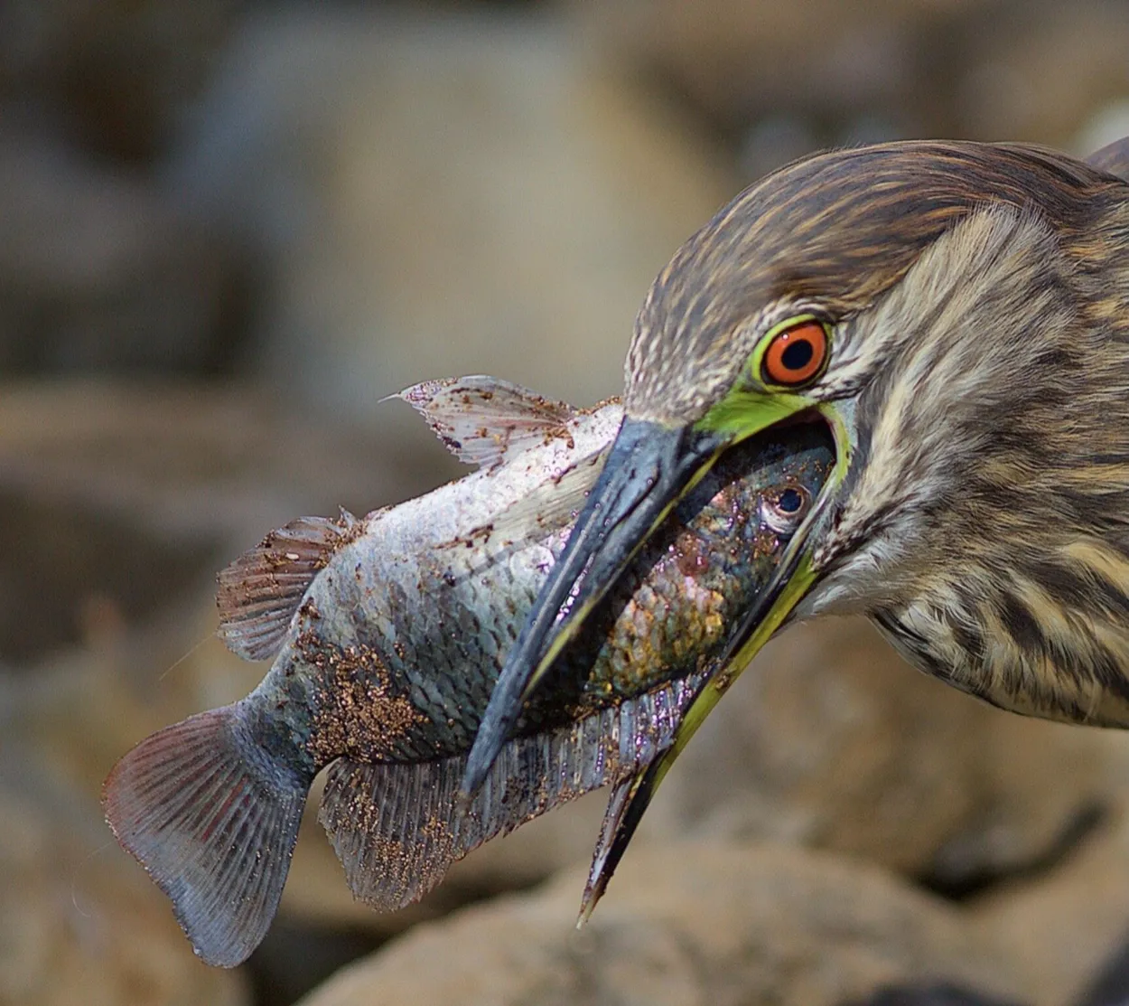 Entry 20580164