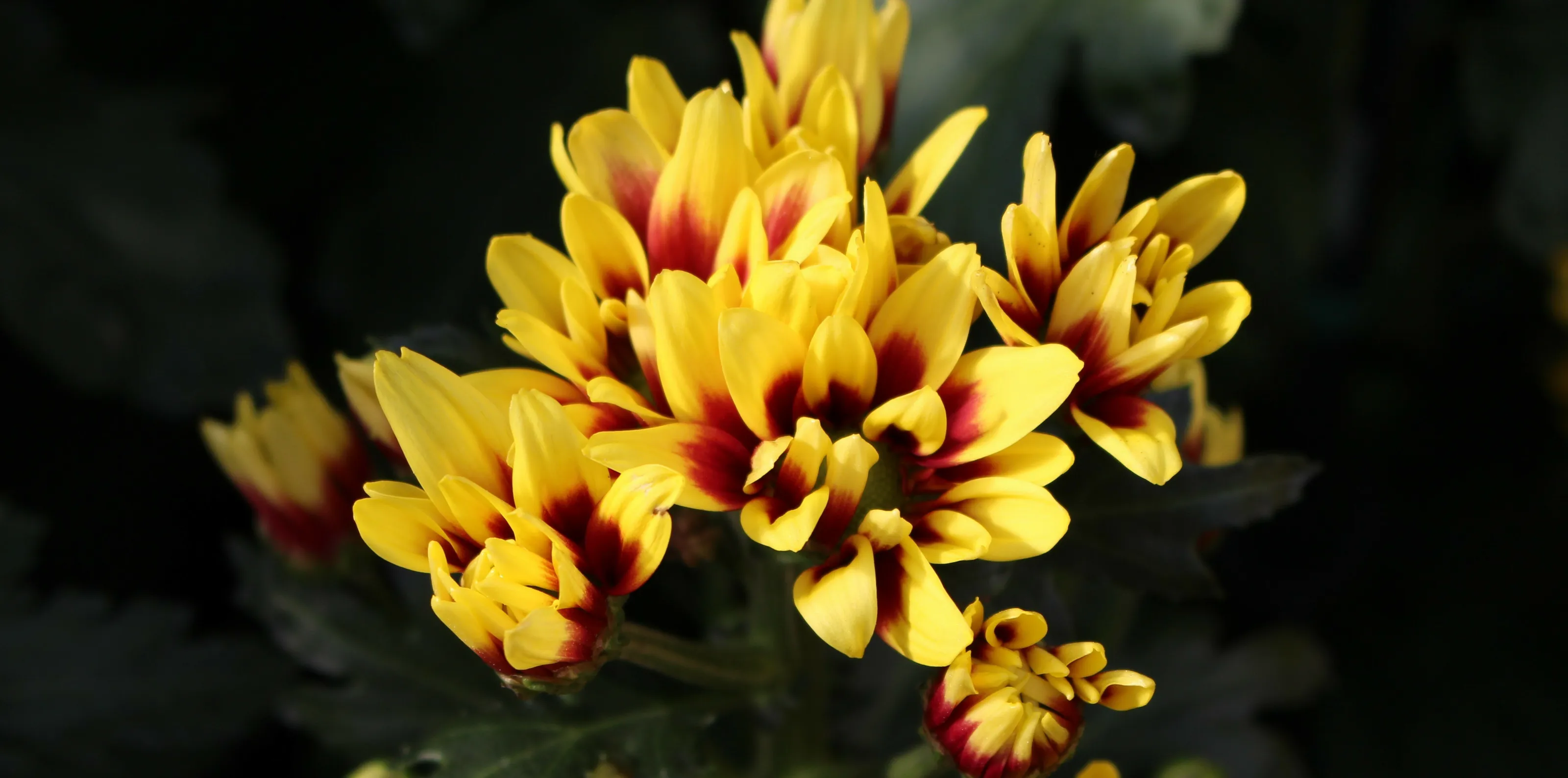 Autumn Flowers