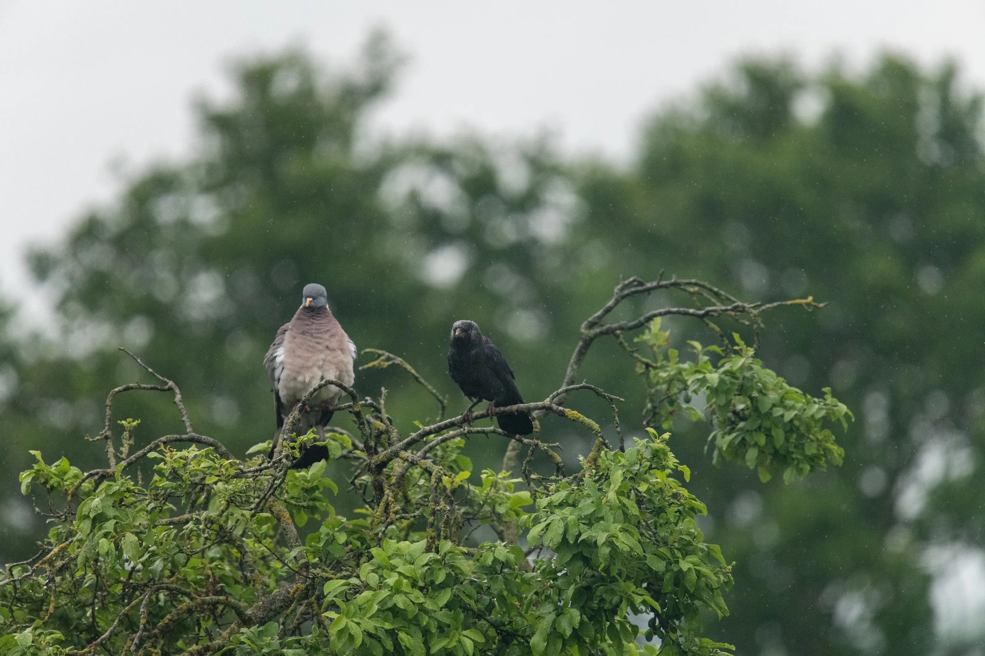 Two Different Species of Garden Birds (in colour)