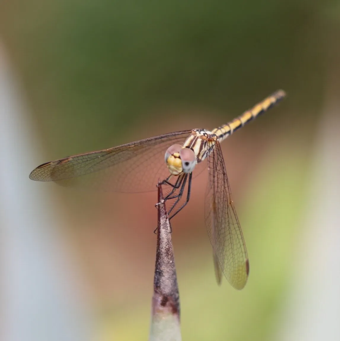 Dragonfly