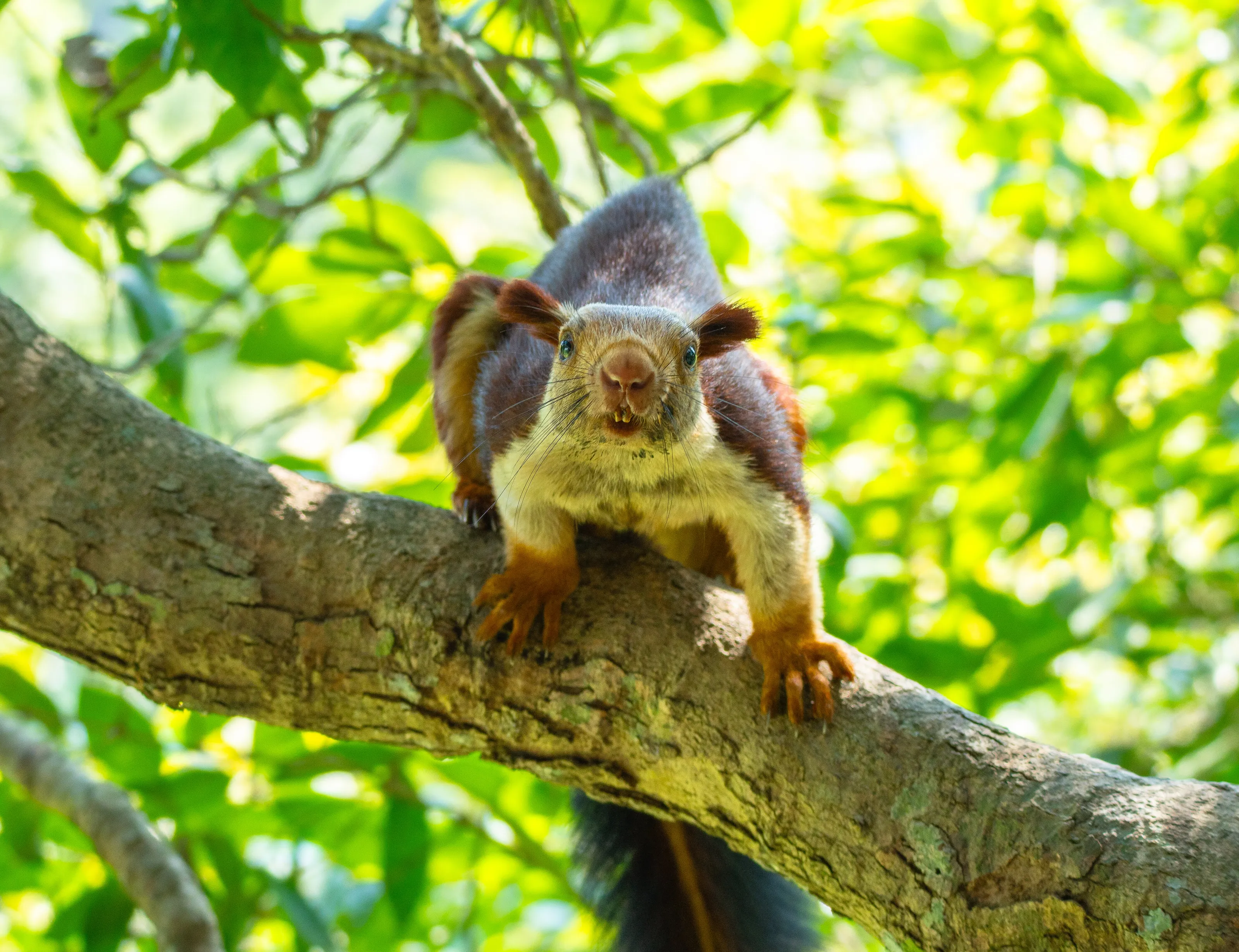 great Indian squirrel