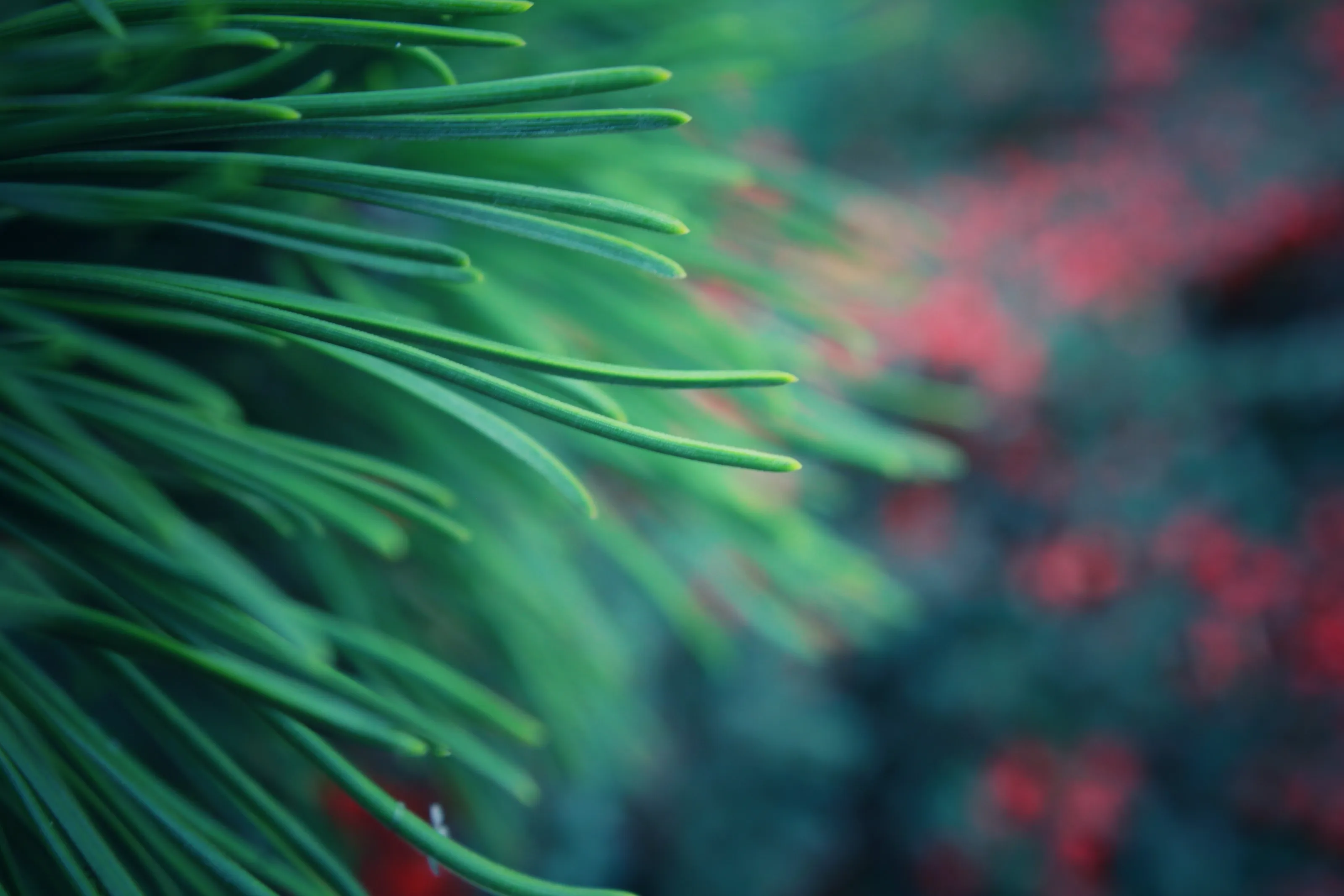 Pine needles