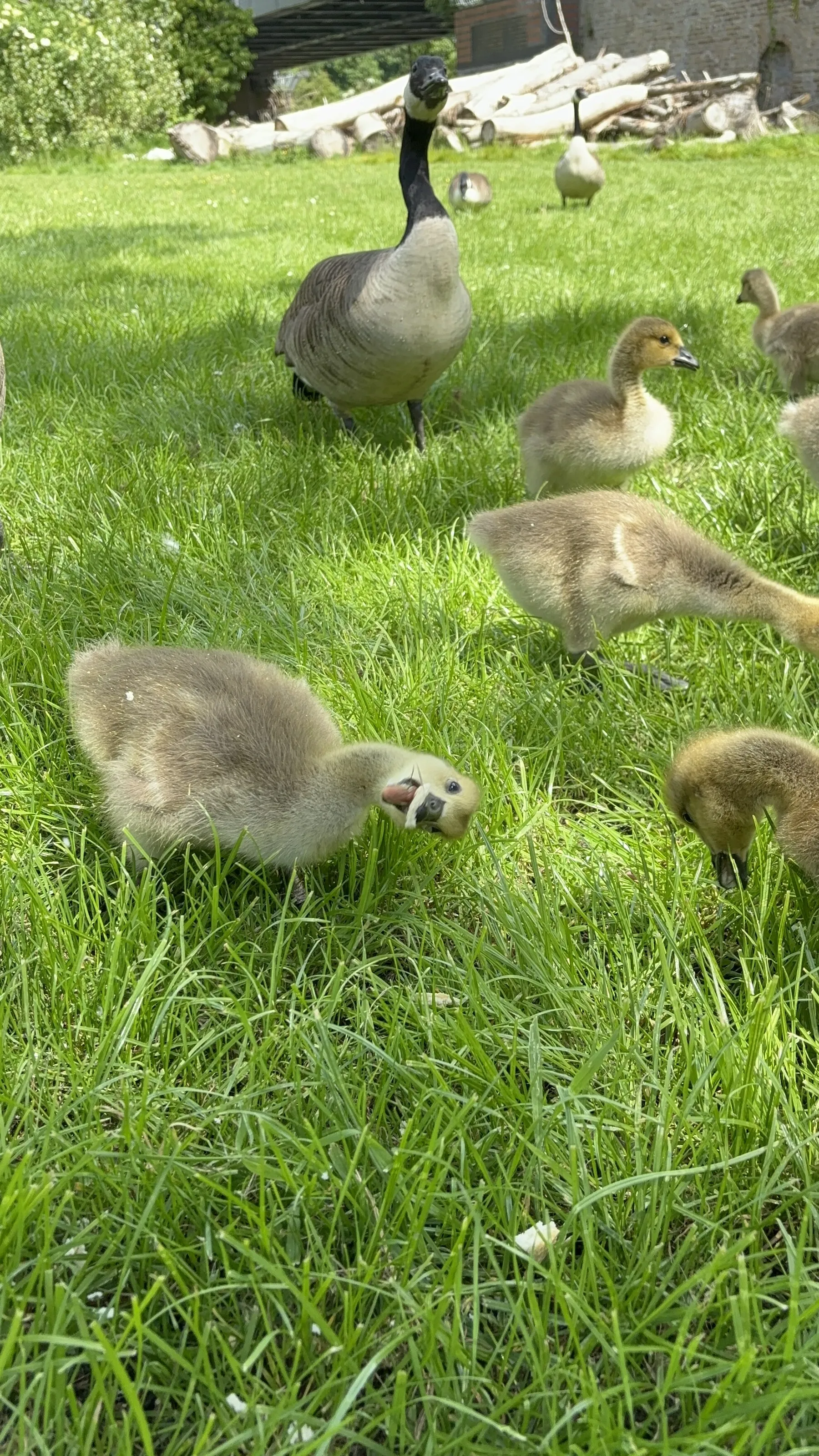 Happy Gosling