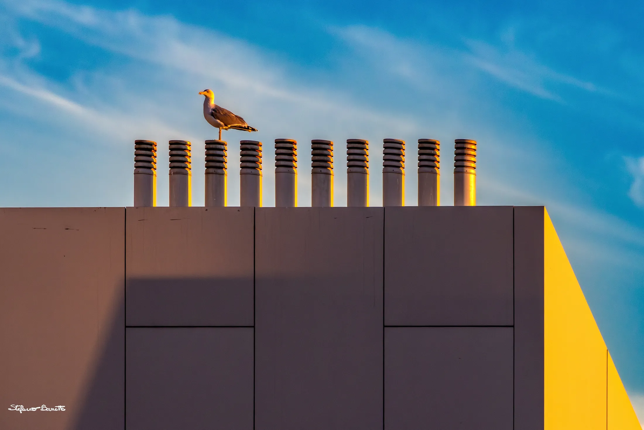 Seagull sunbathing in golden light
