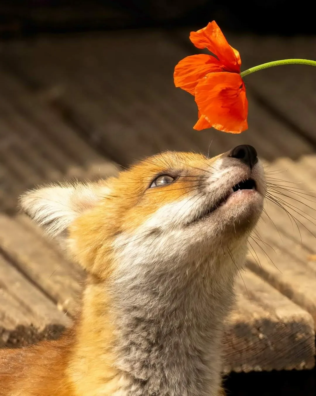 Fox cub smelling a poppy