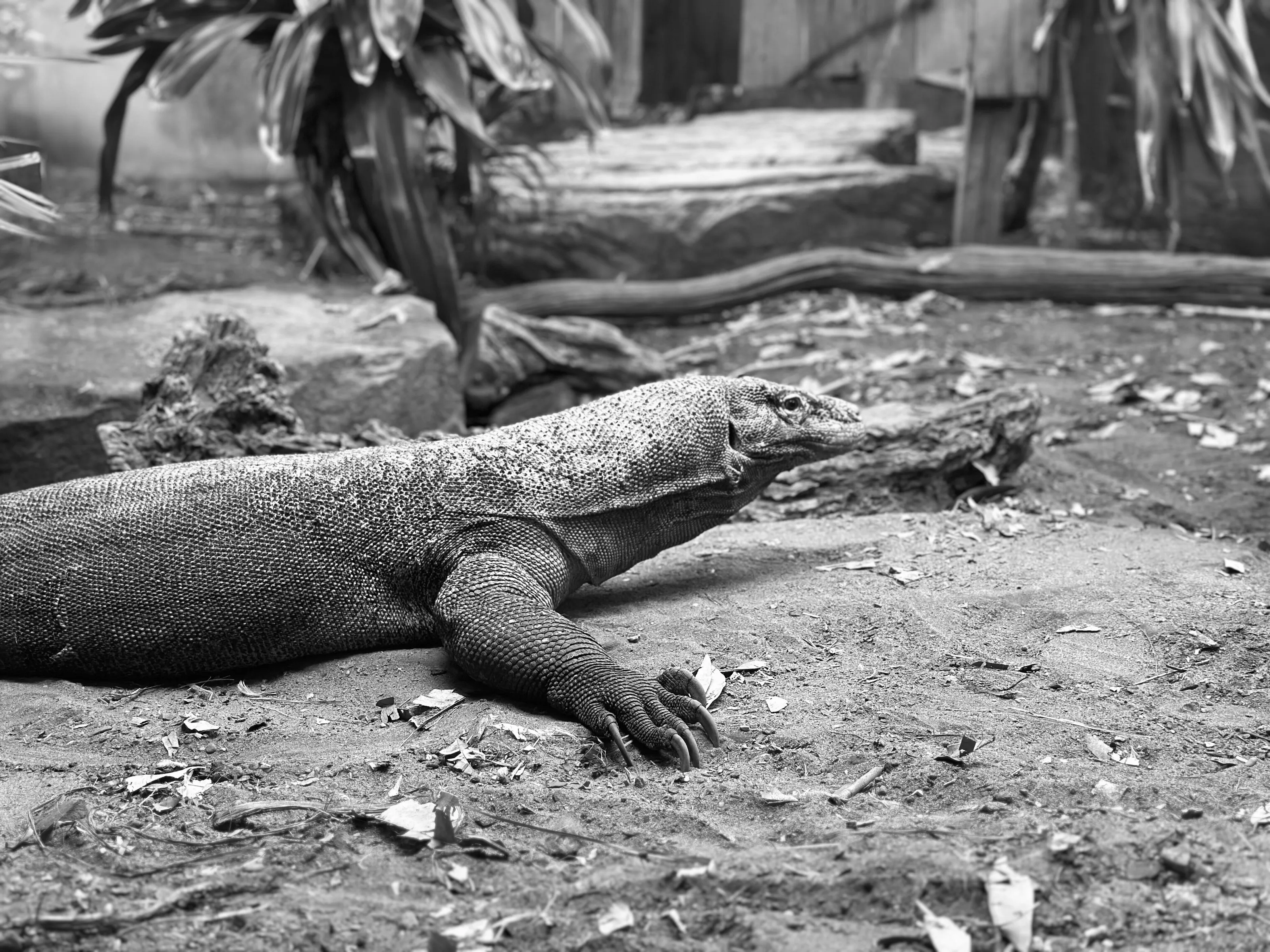 Crocky