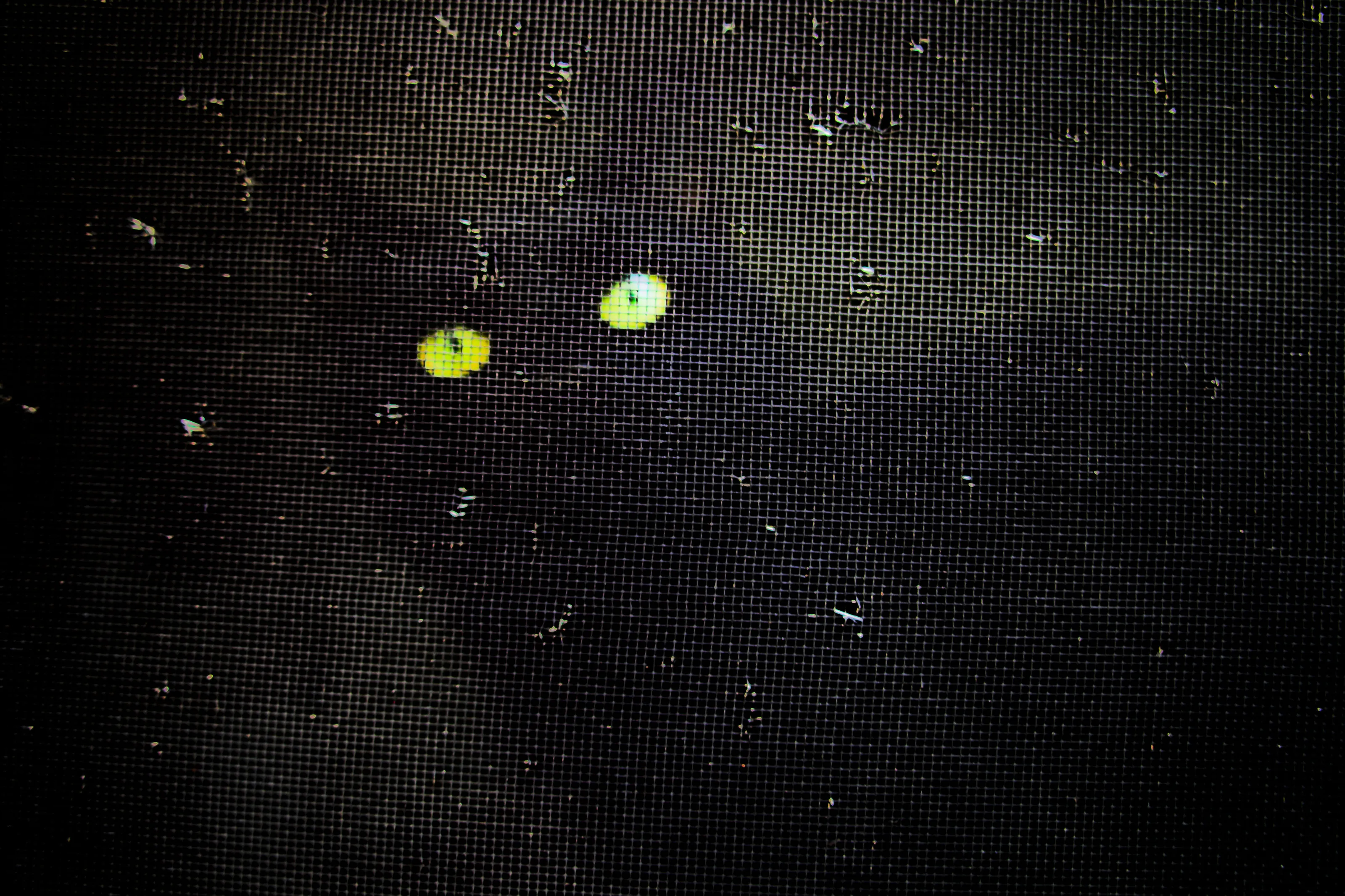 window cat