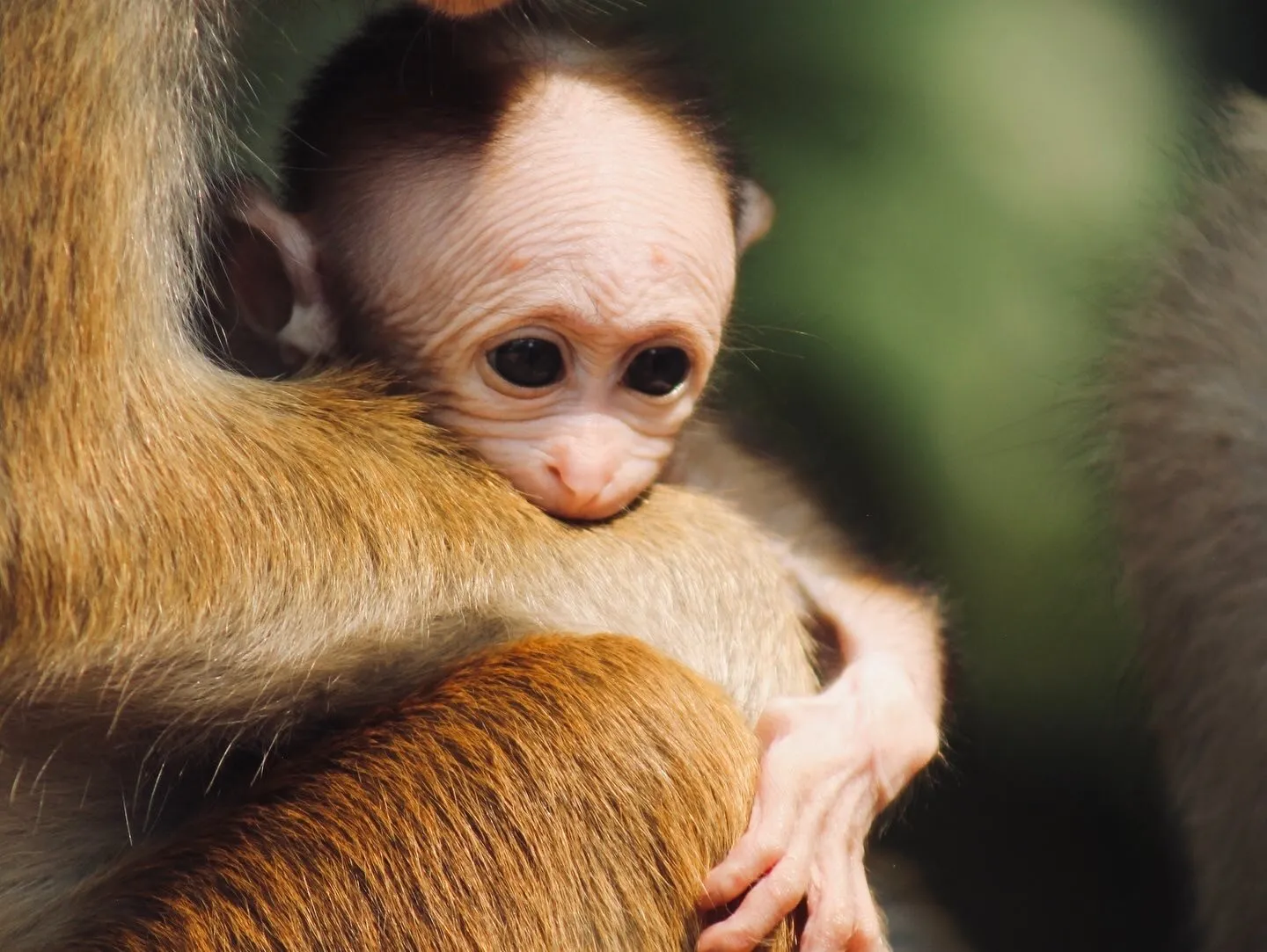 A Mother's Hold