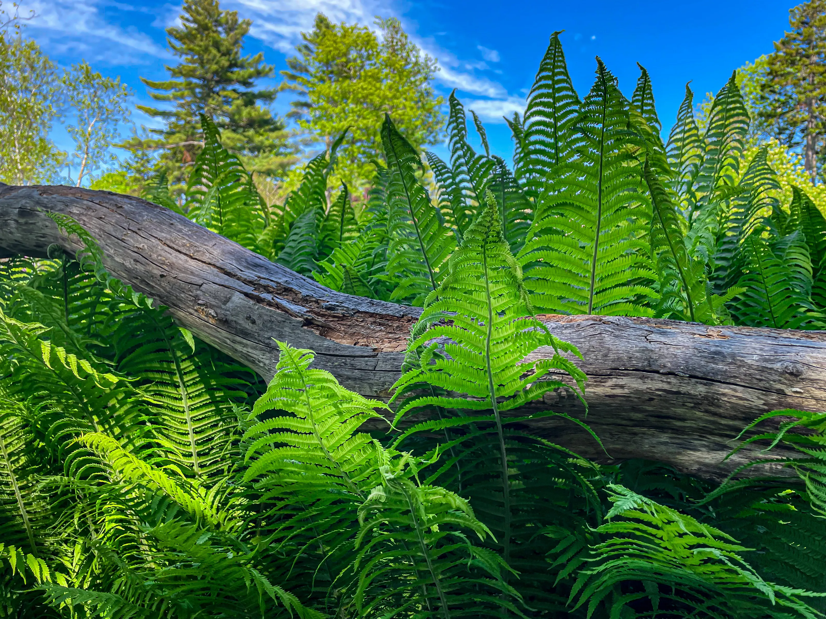 Log and Ferns