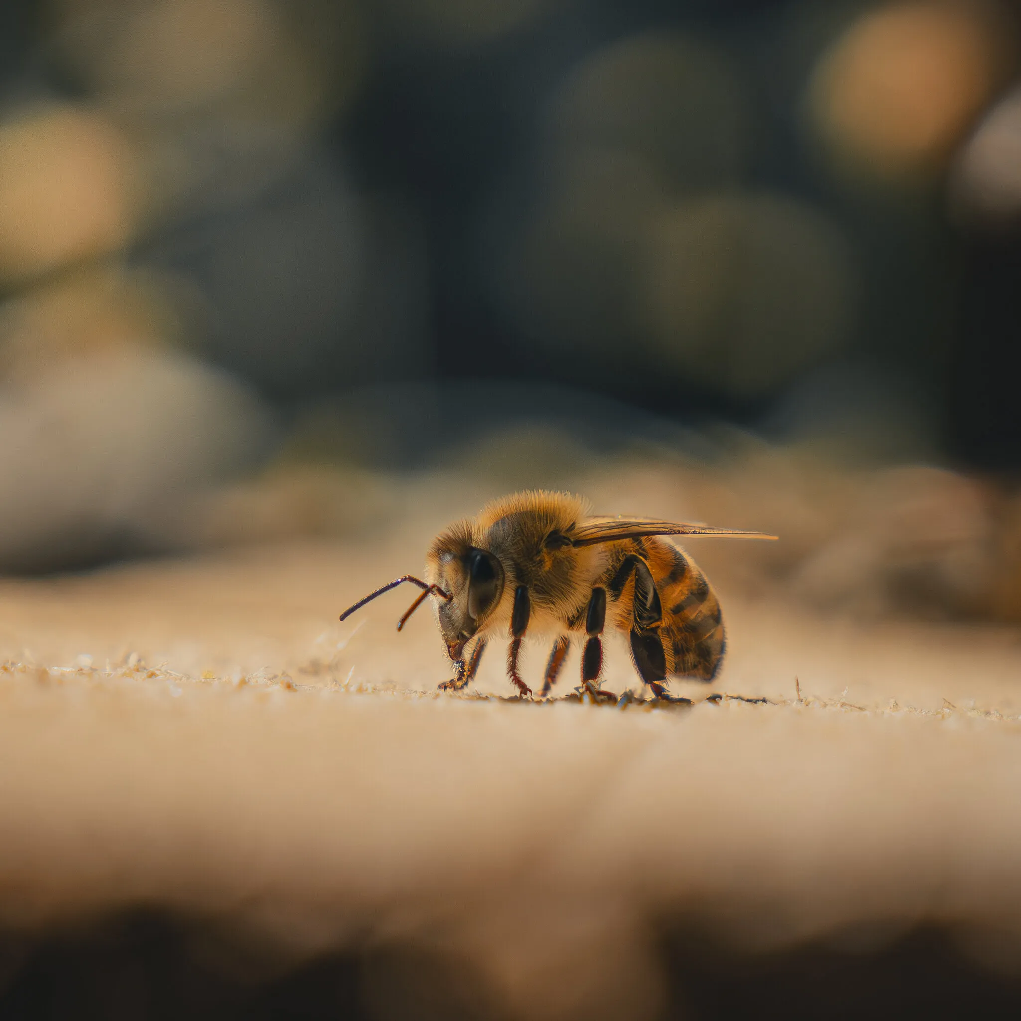 Honeybee