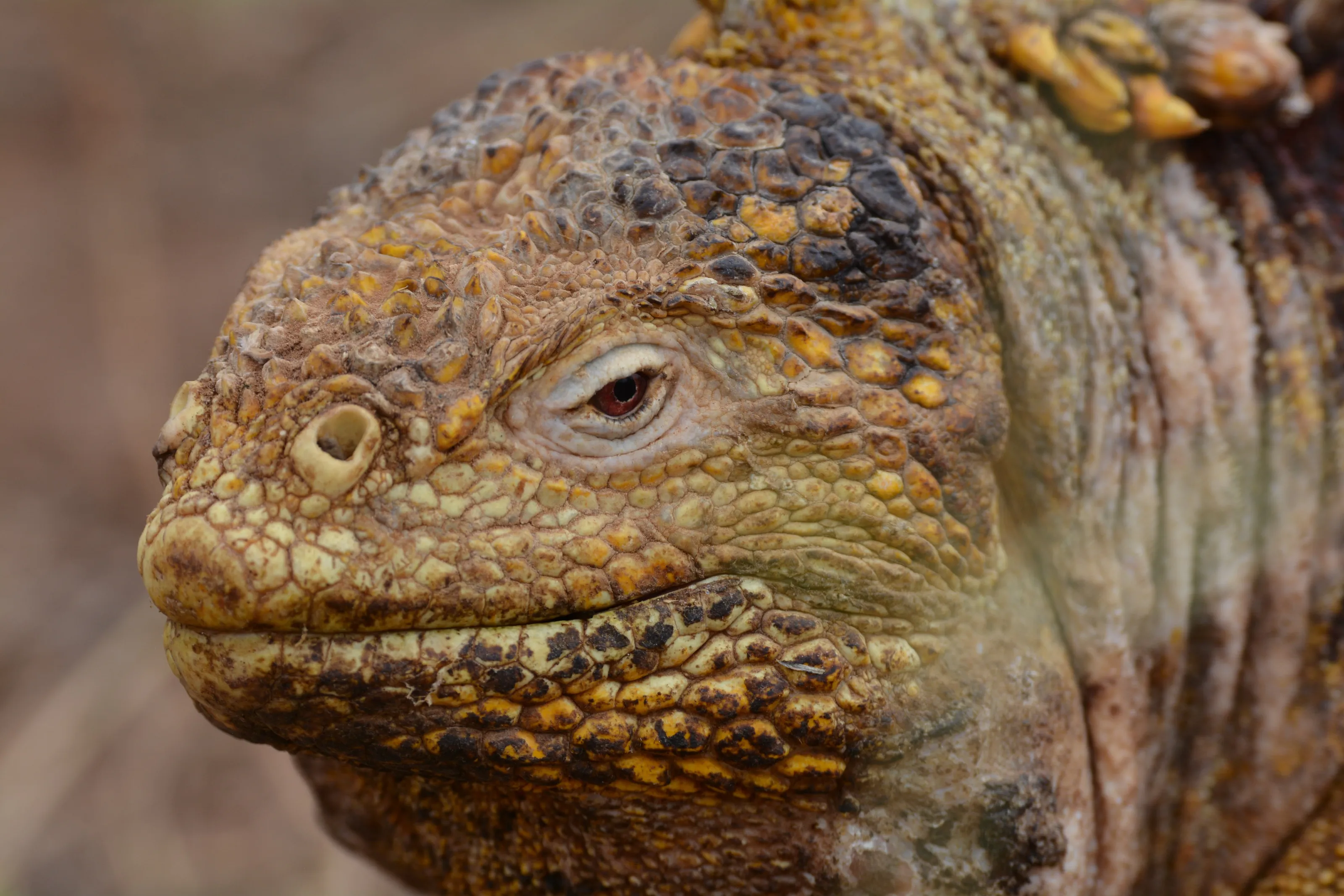 Land Iguana