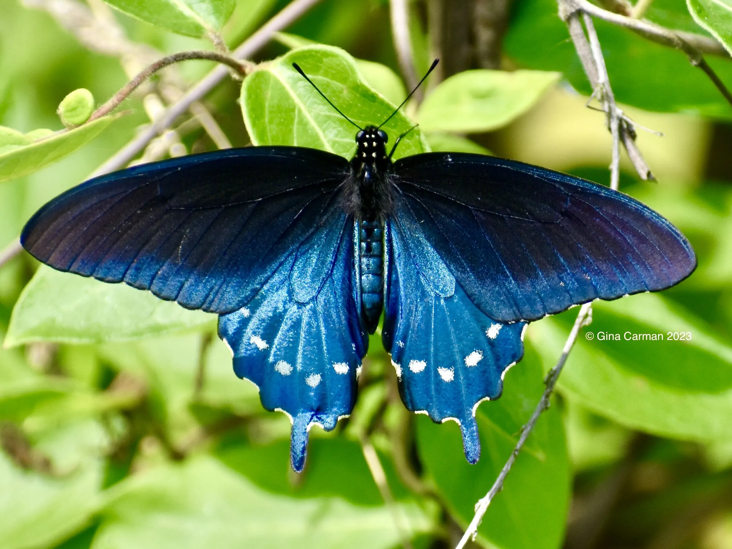 Blue