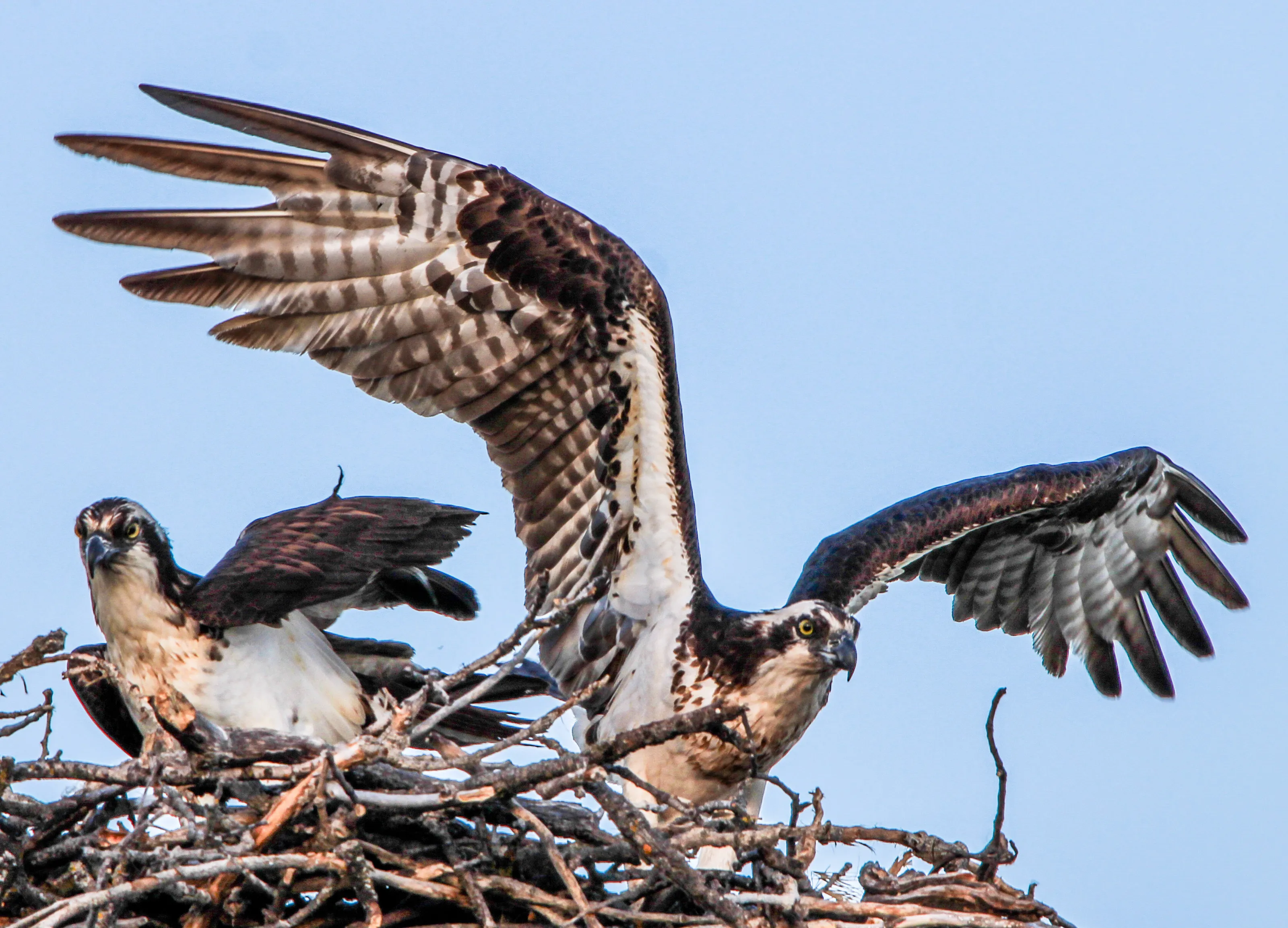 Osprey spreading its wings