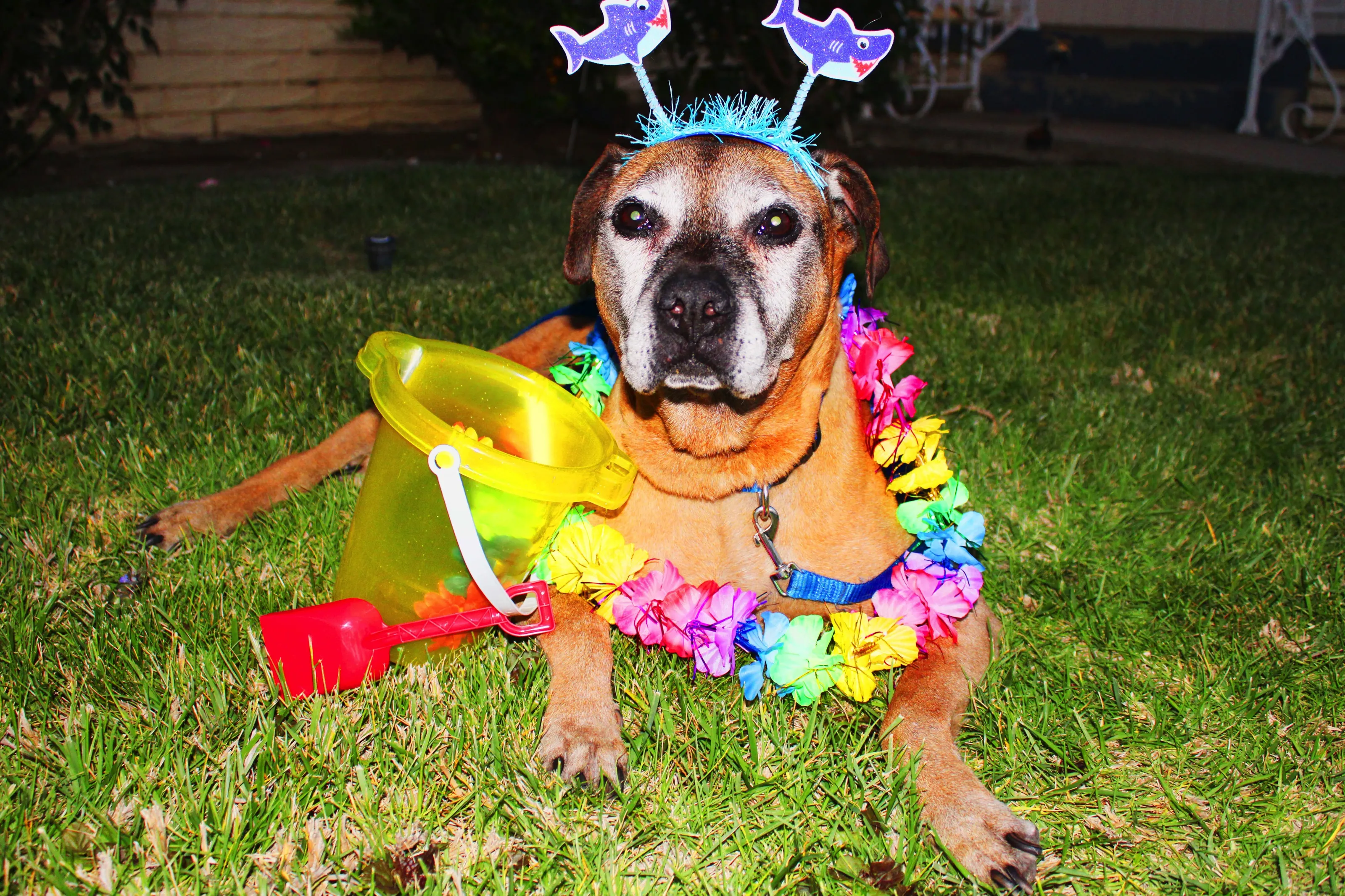 Adopted Senior Shemmy