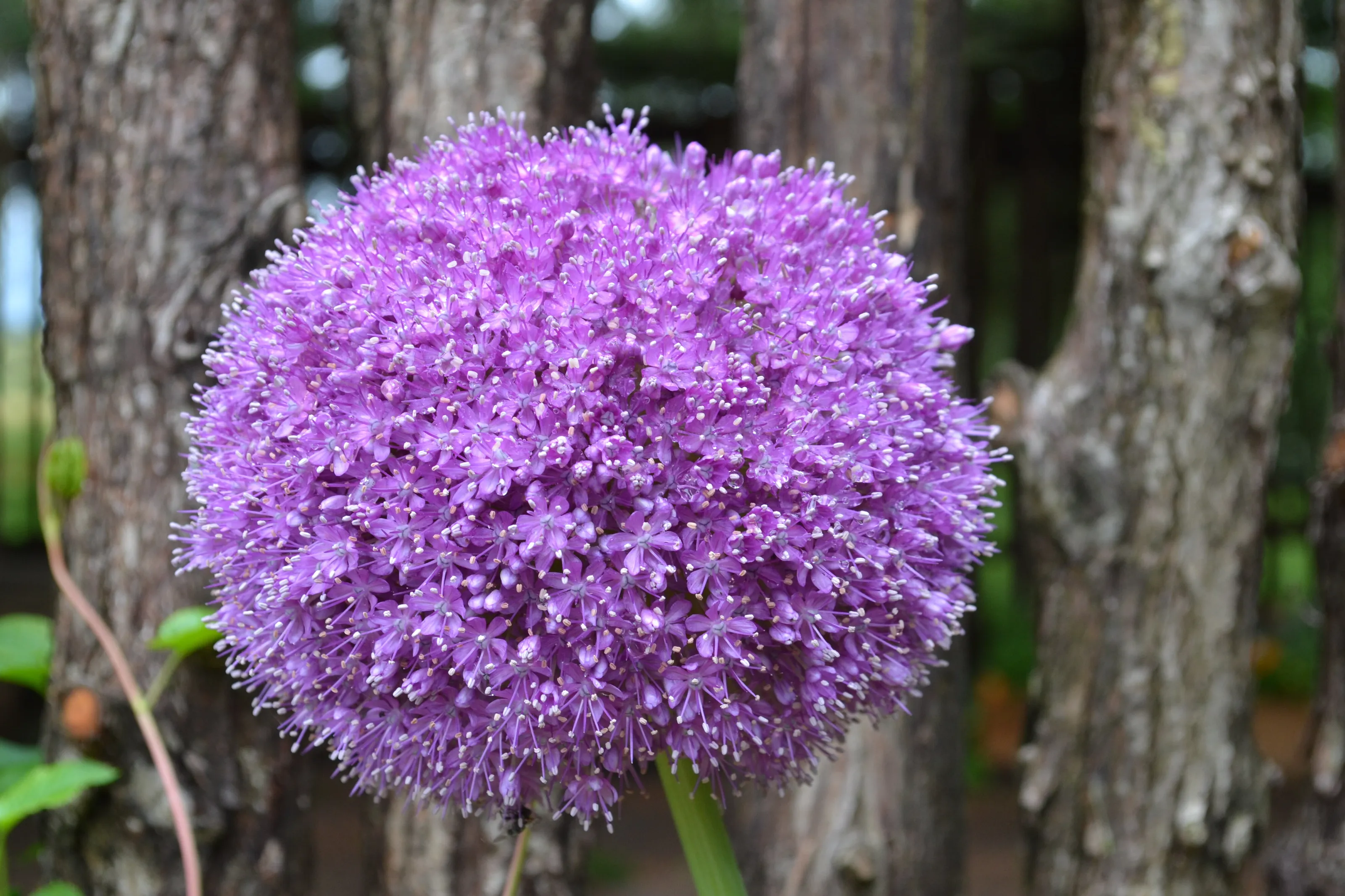 Ornamental onion in bloom