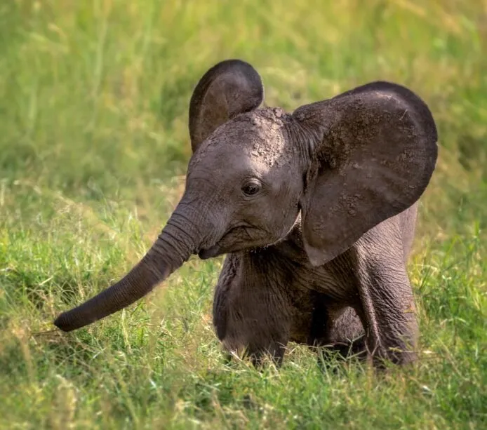 Baby elephant