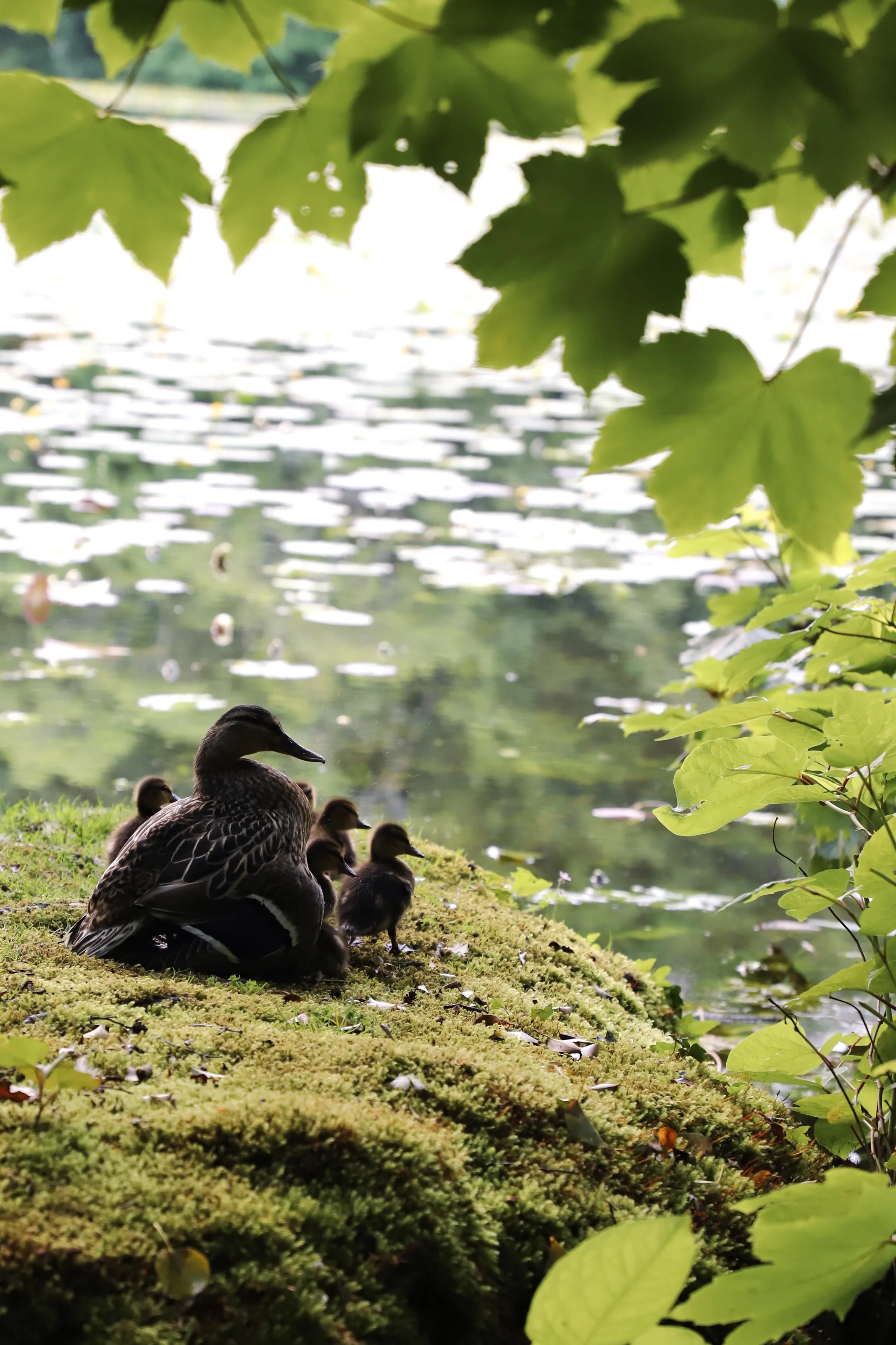 Lakeside Curiosity