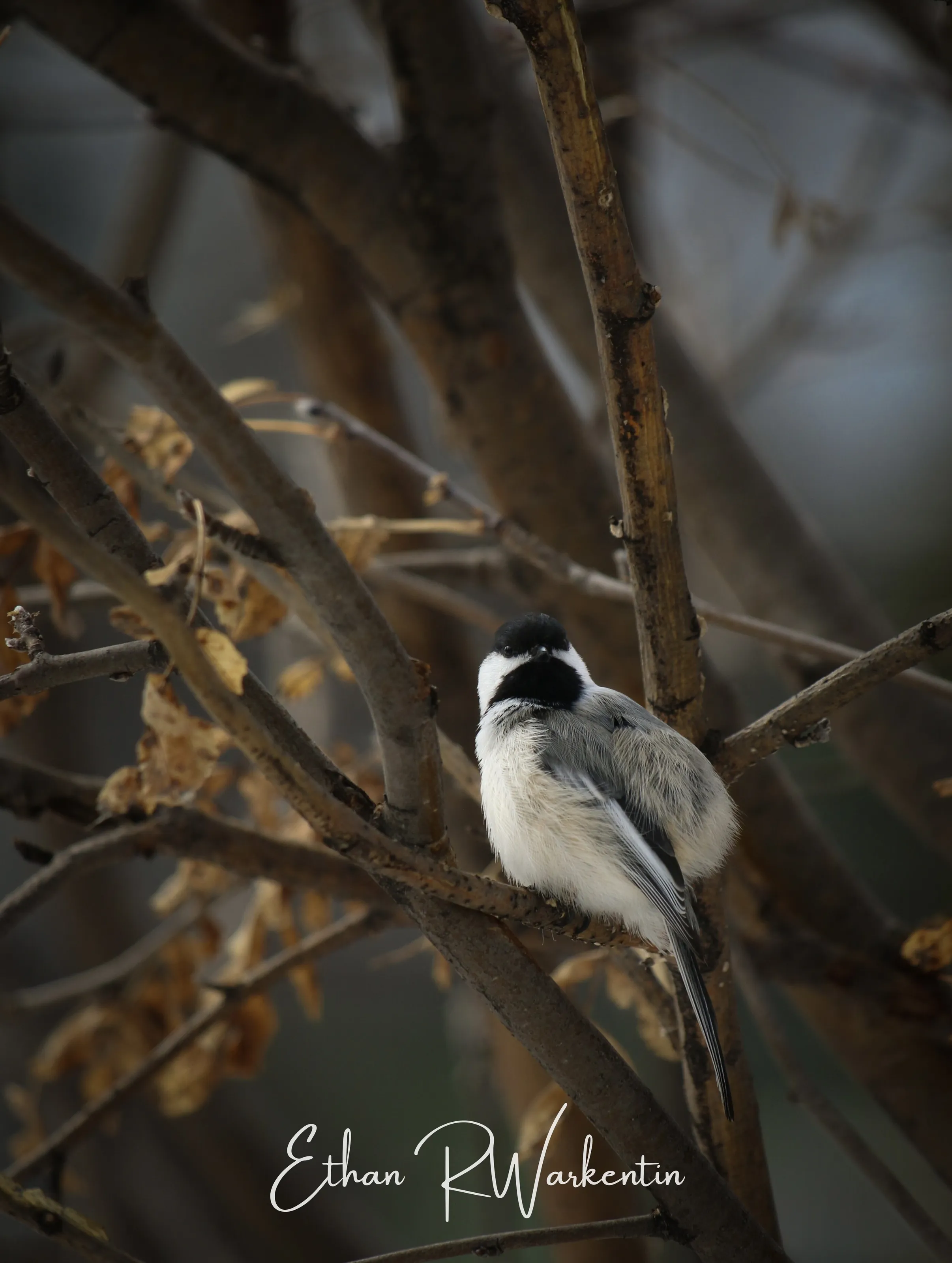 Chickadee