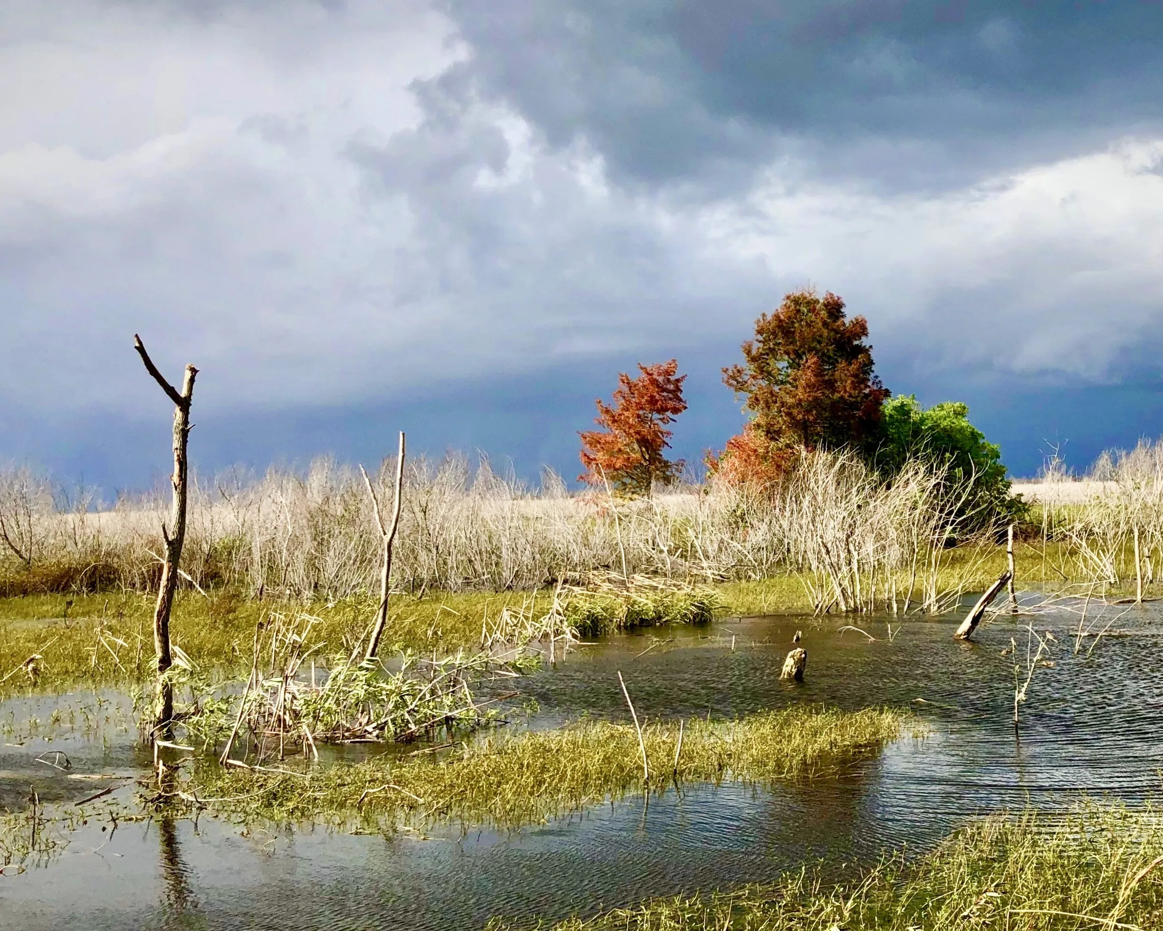 Wetlands