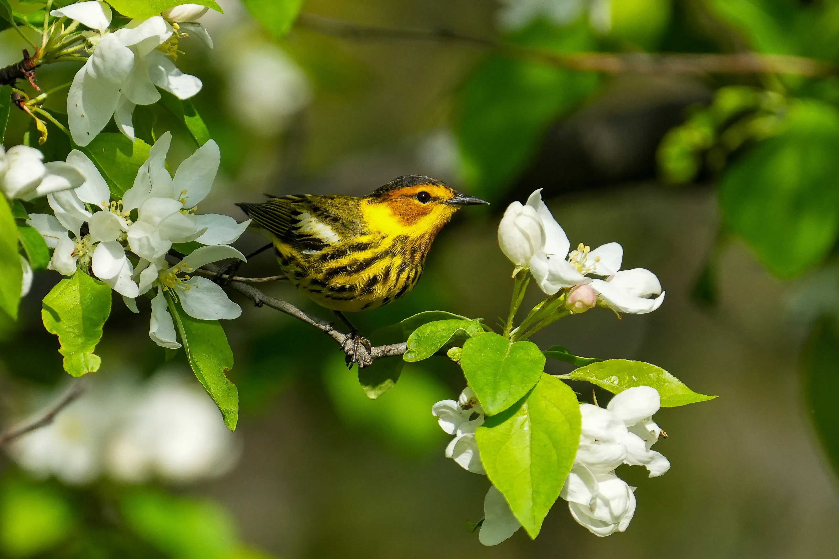 Warblers (in colour)