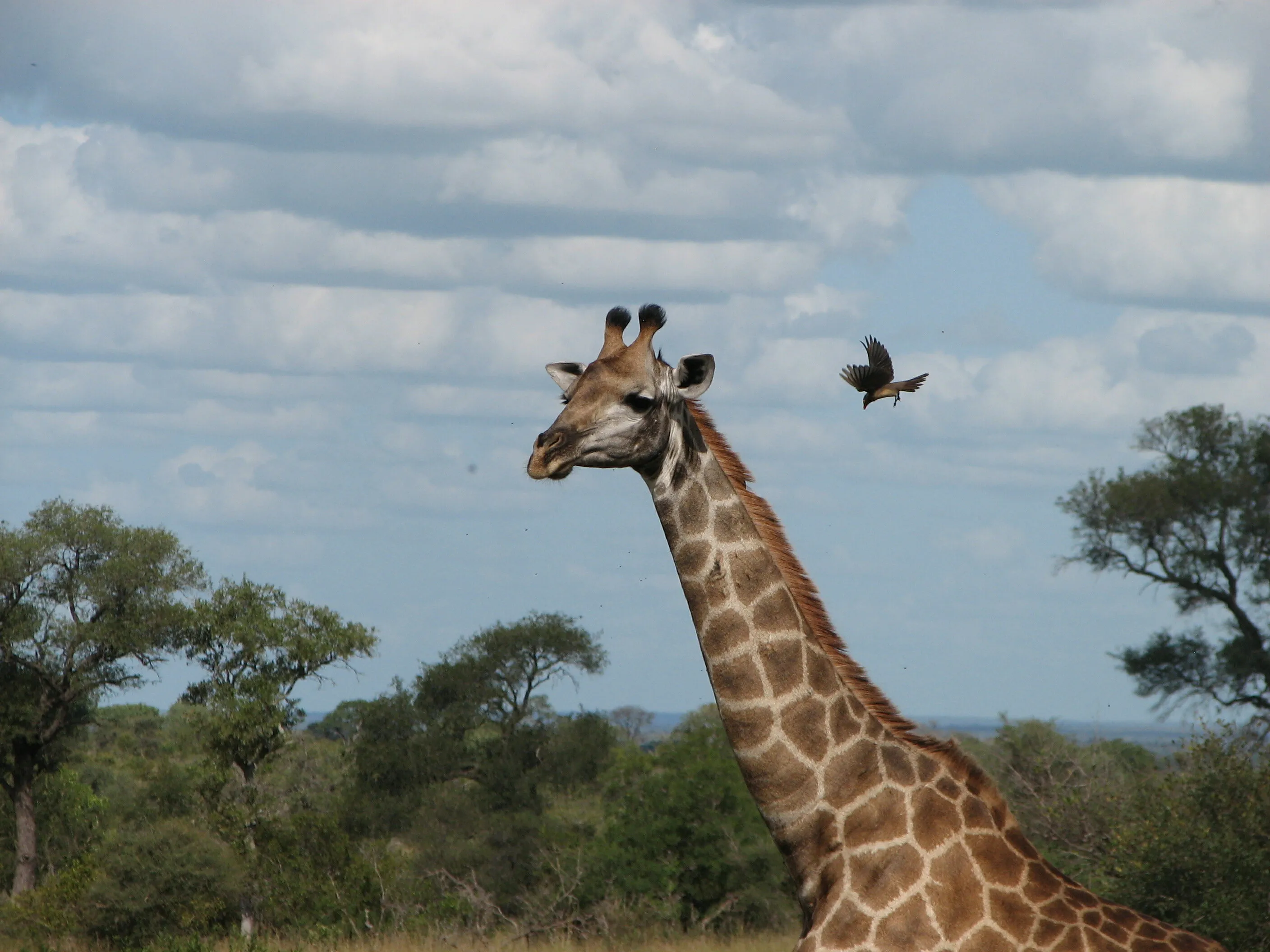Giraffe