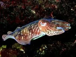 Squid