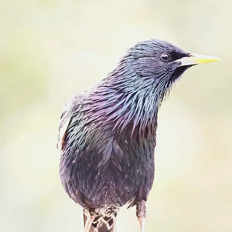 Starling