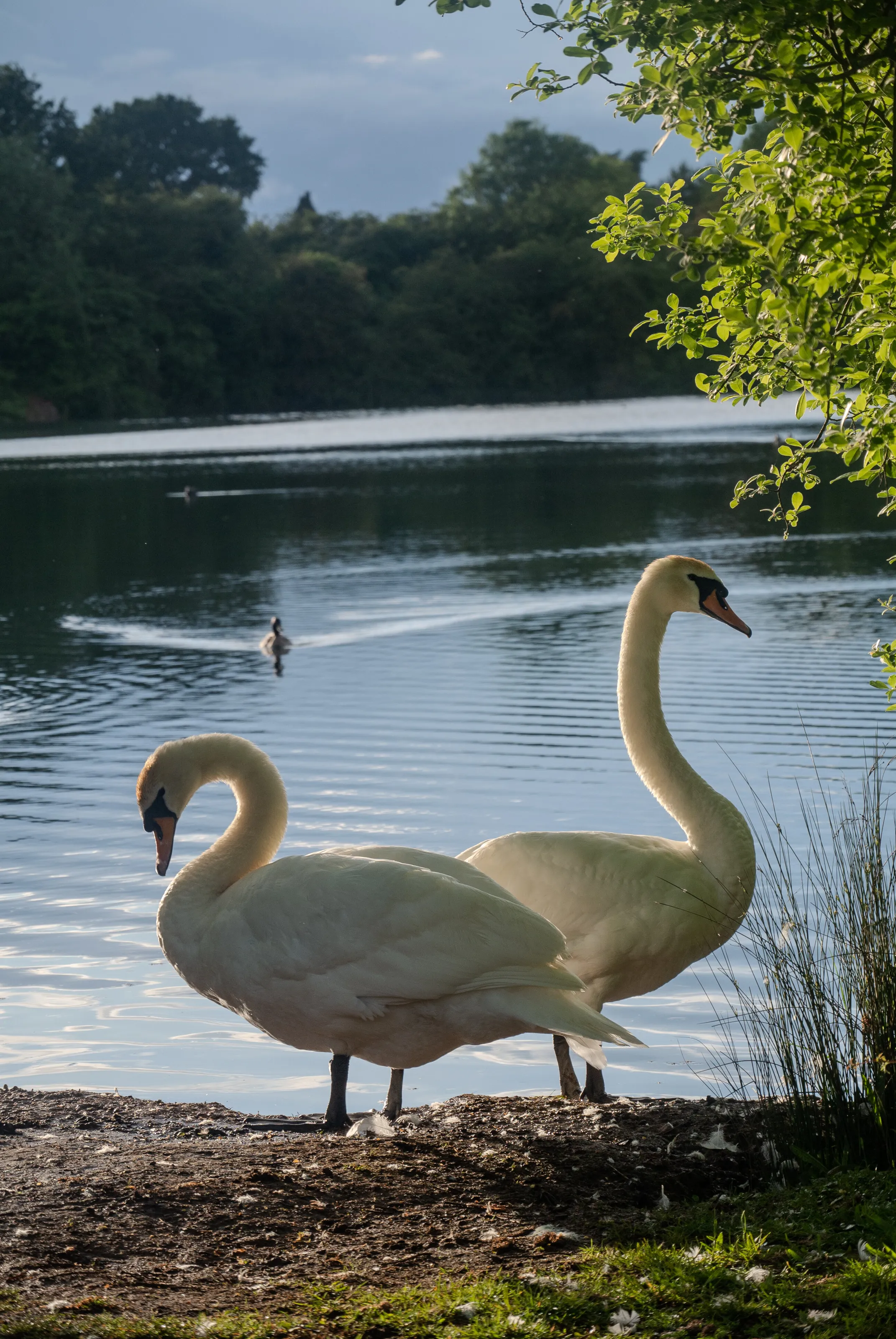 Swan Lake