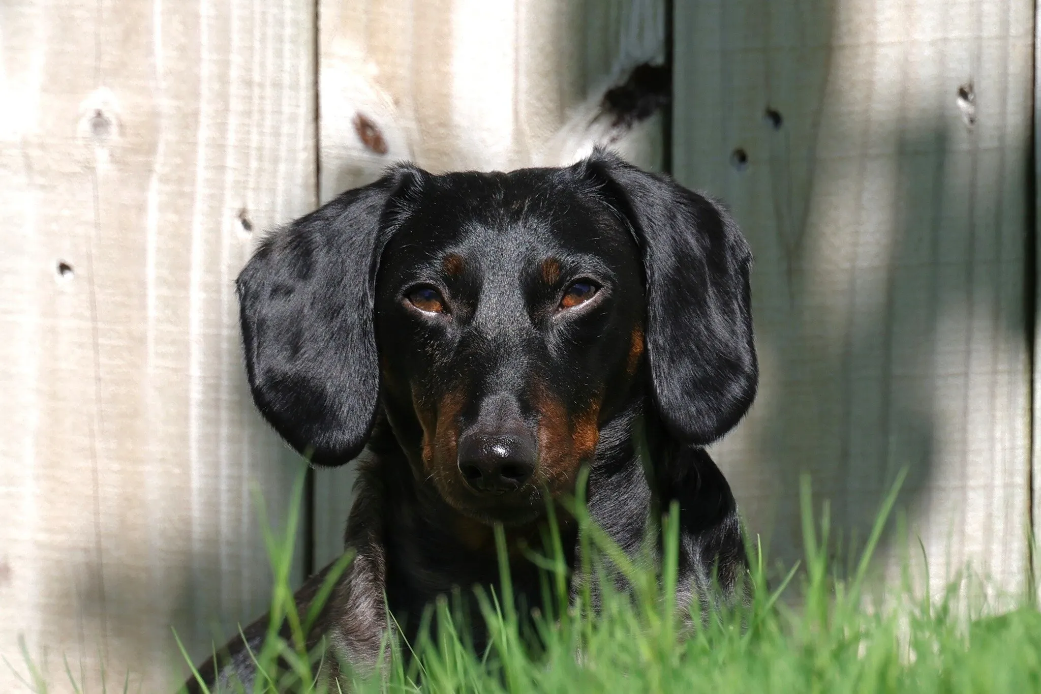 Dachshund in the yard