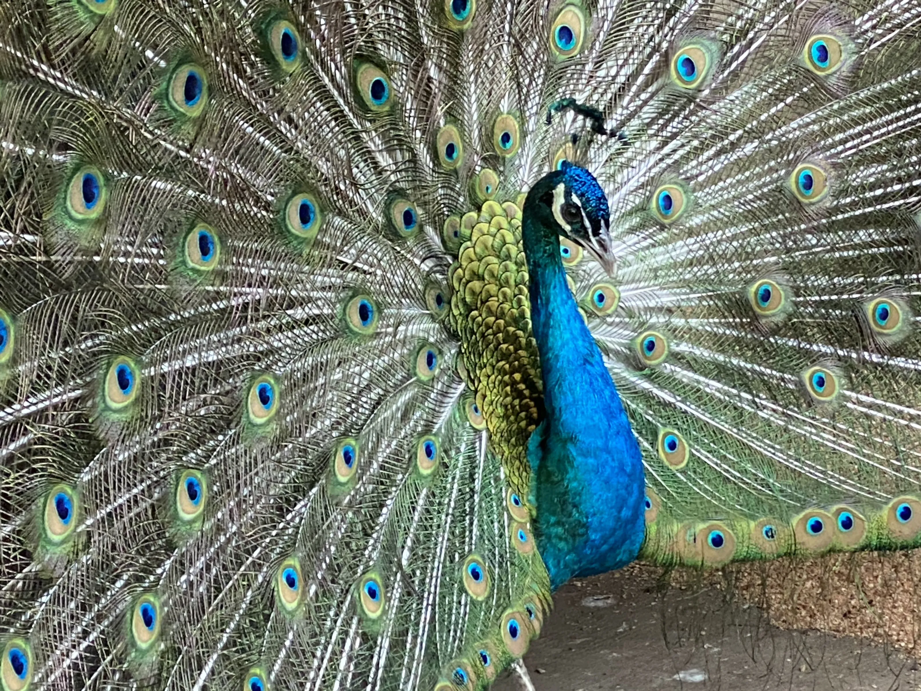 Show off