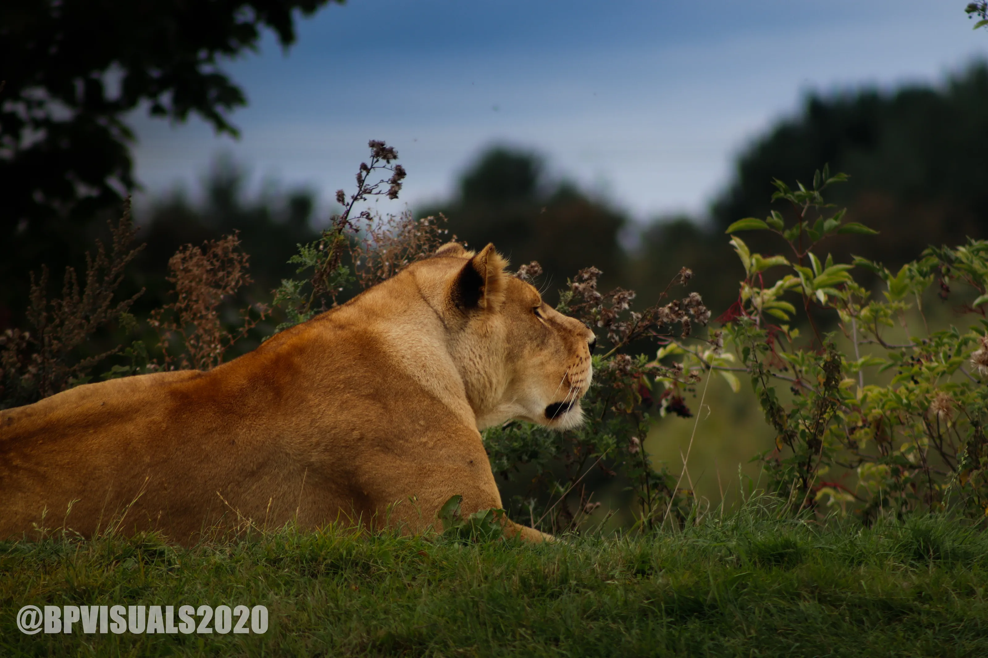 Lioness at home