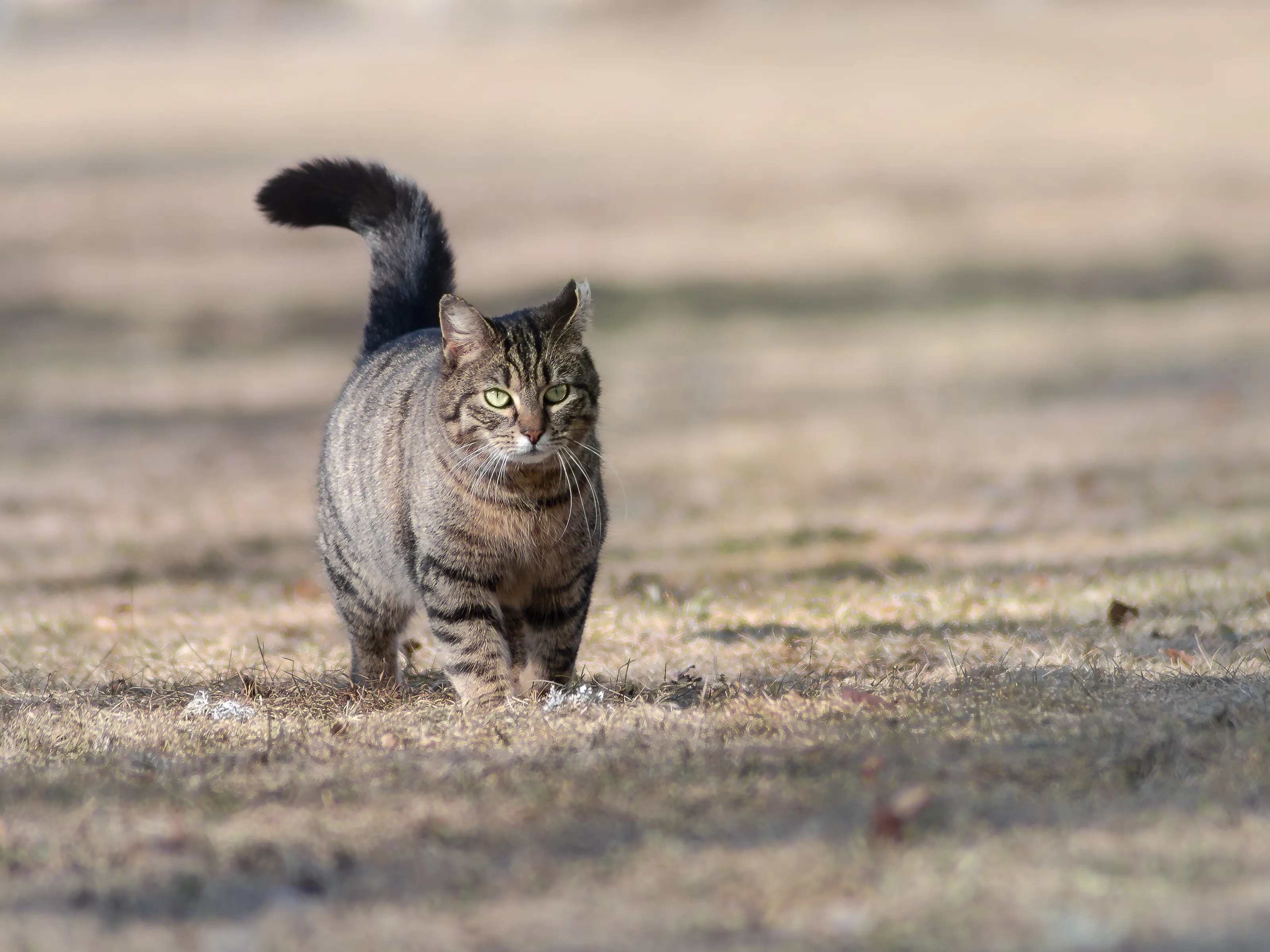 Brown striped barn cat walking in a park in early spring in old grass on a sunny day
