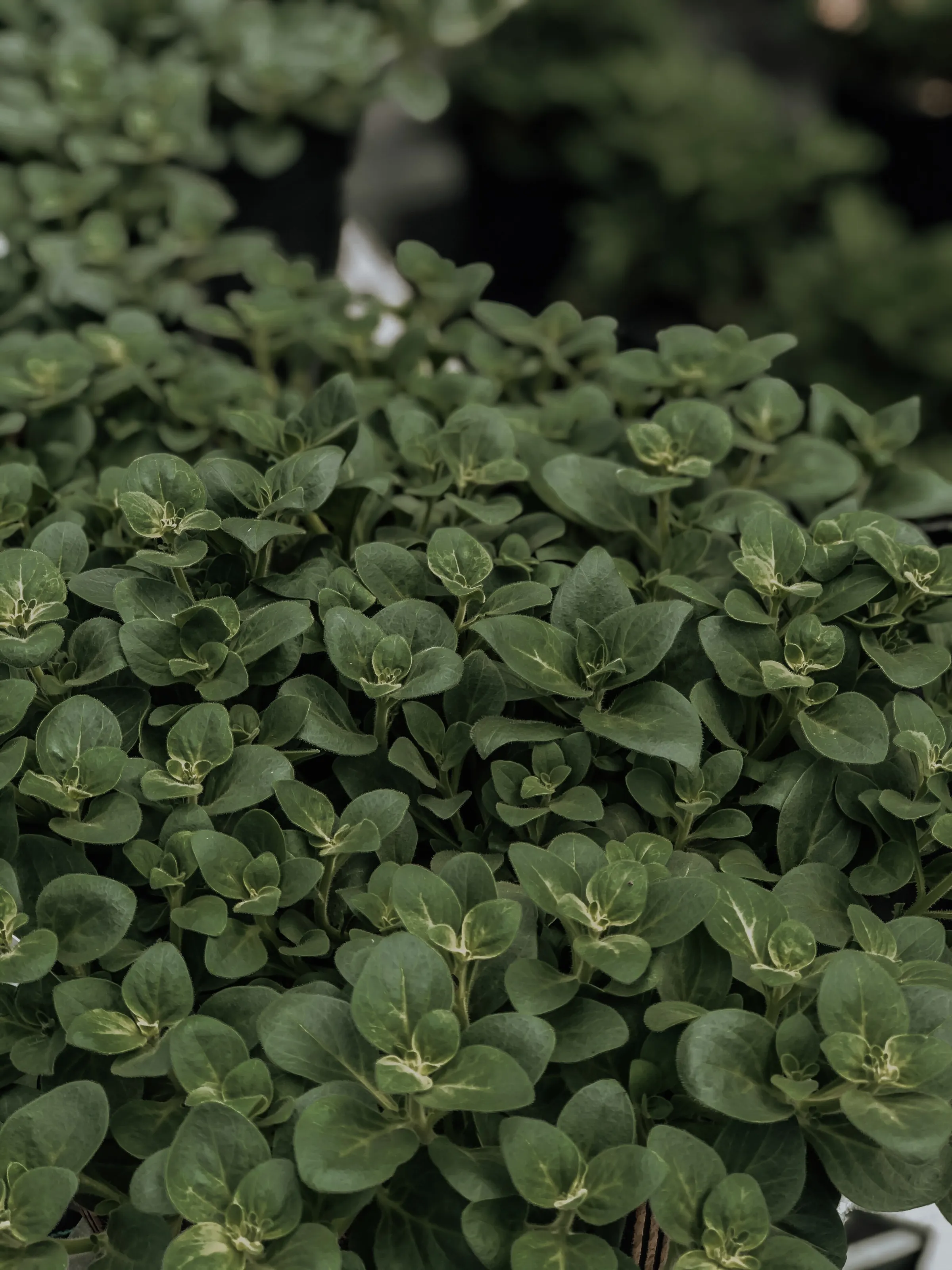 Greenery