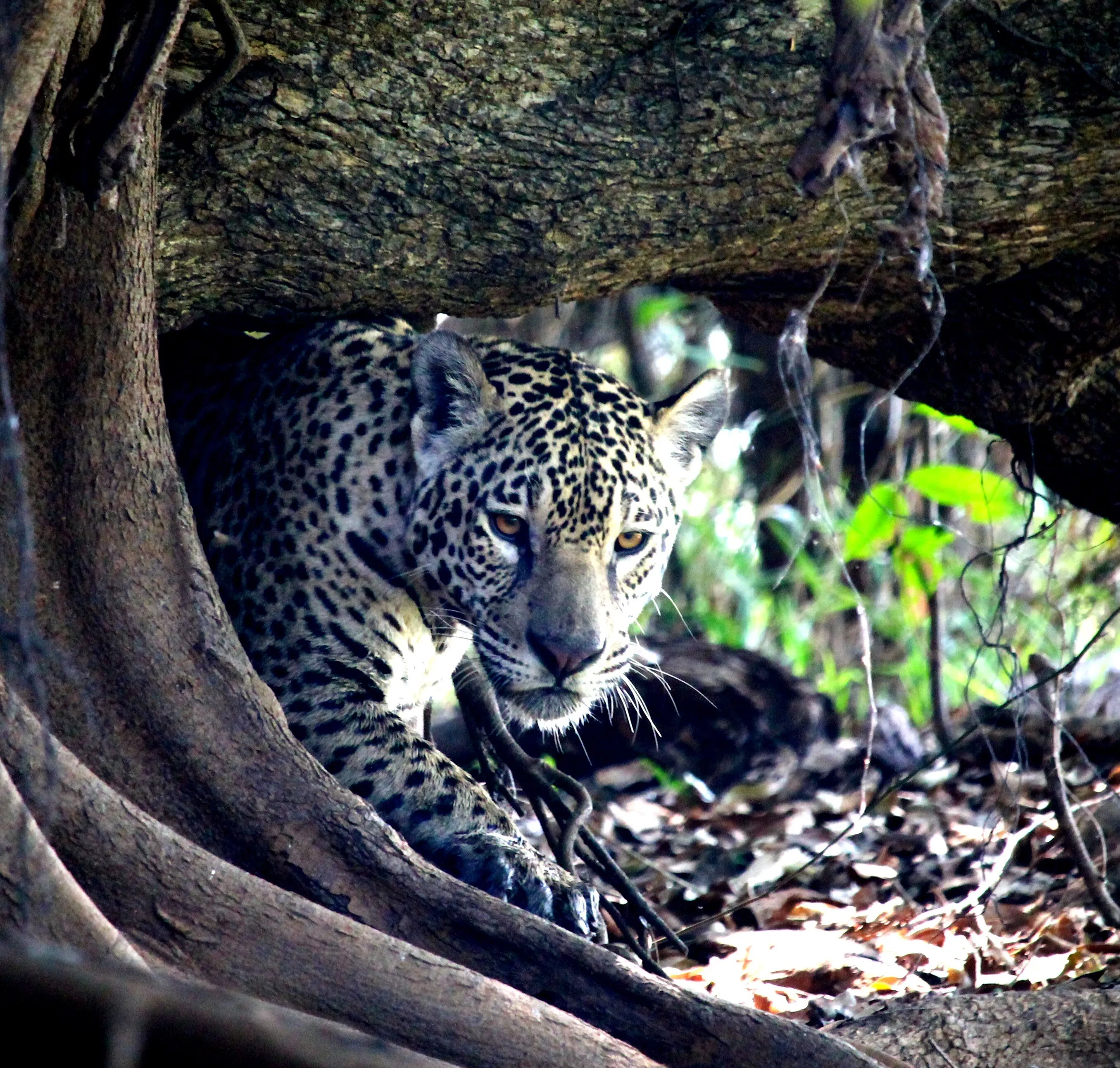 Elusive Jaguar on the Prowl