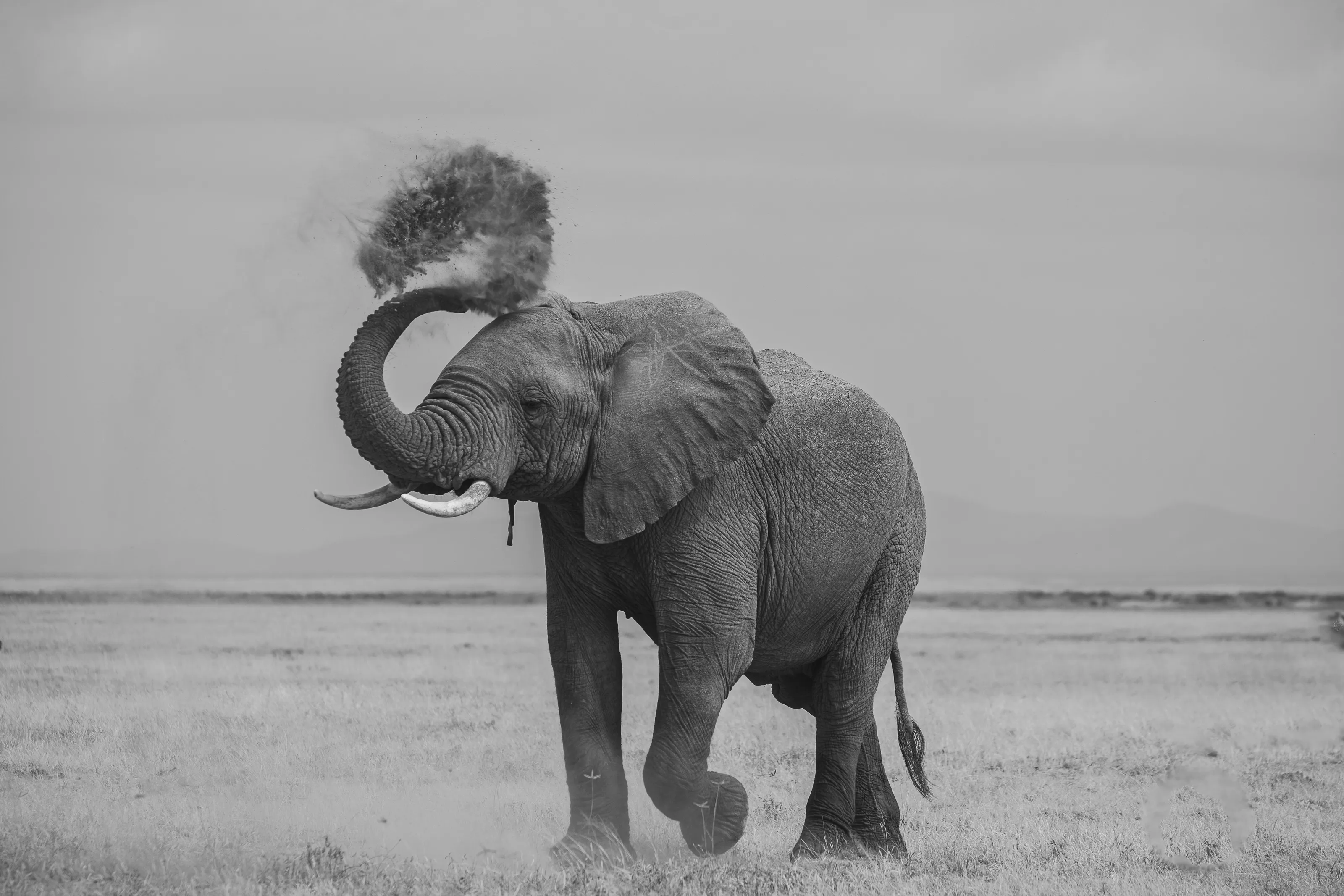 Amboseli Ballet