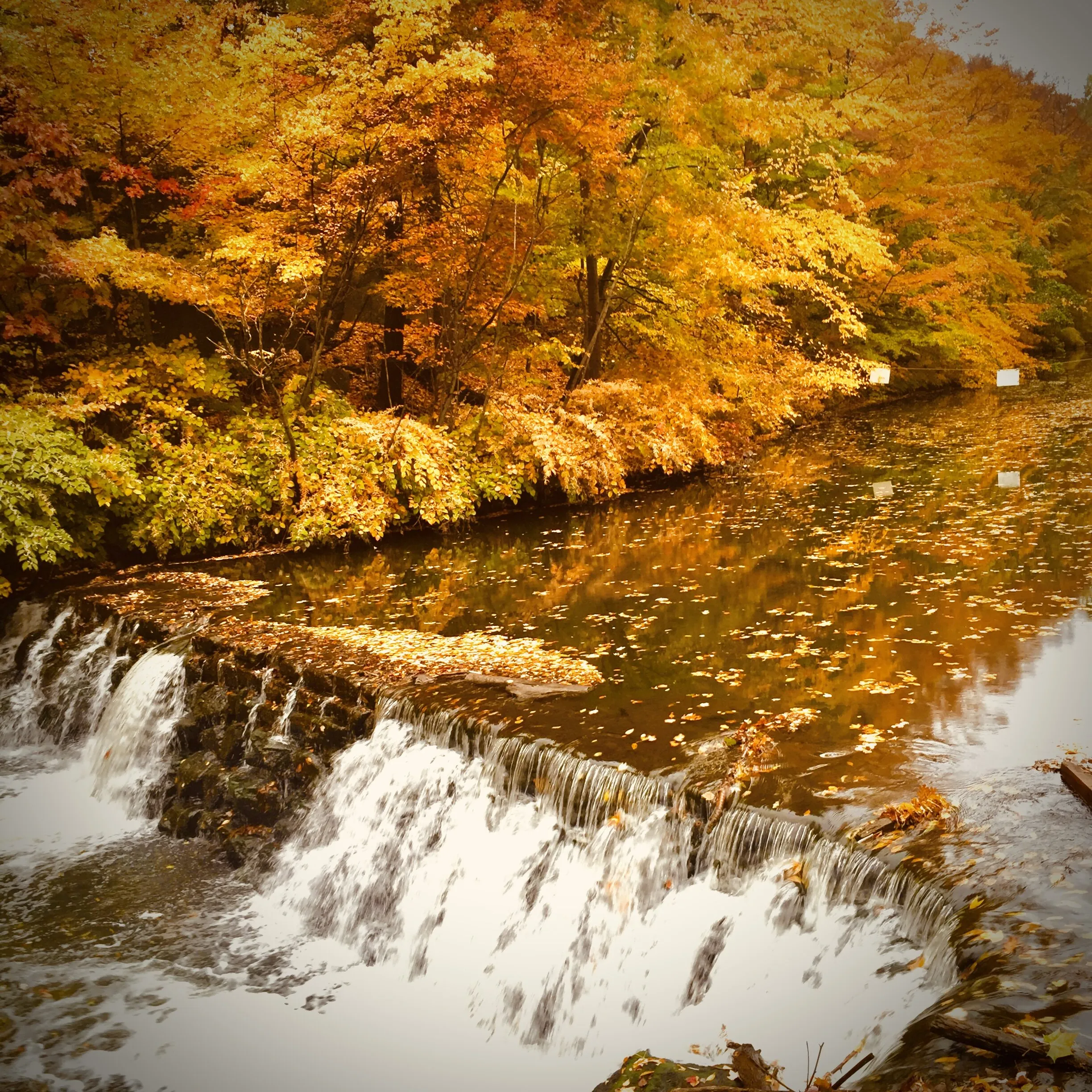 Artistry of Autumn
