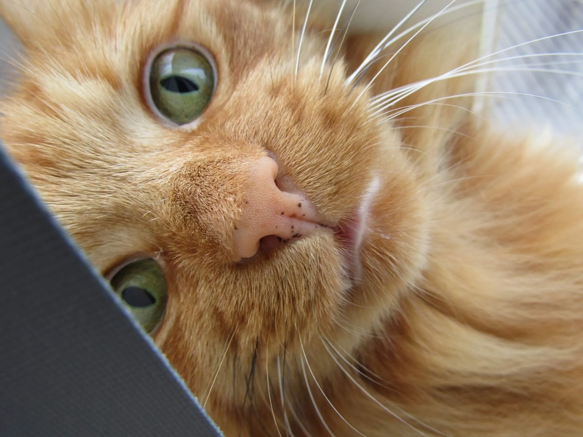 The Ginger Cat