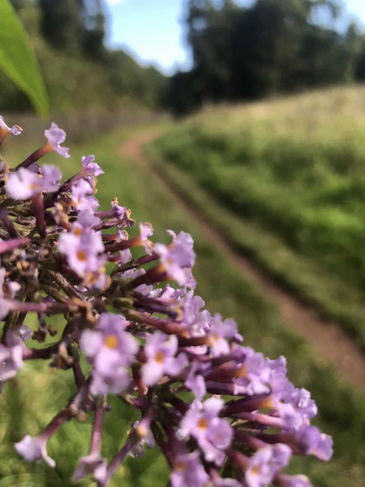 Wild Flowers